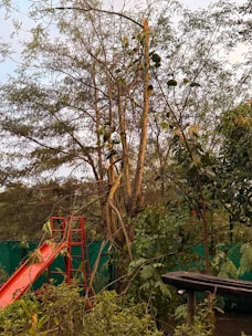 A red slide in the middle of a forest