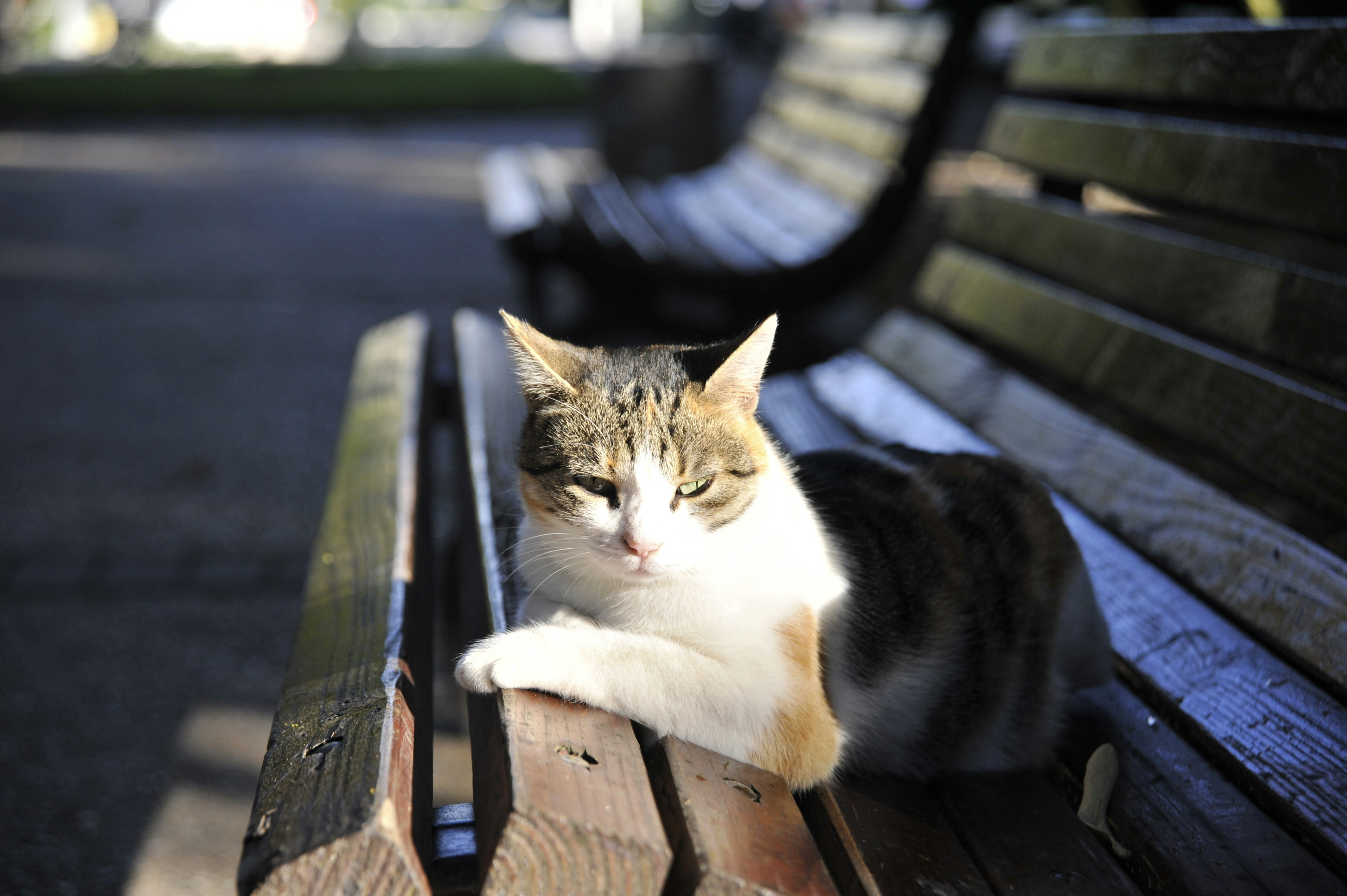 A cat is sitting on a park bench