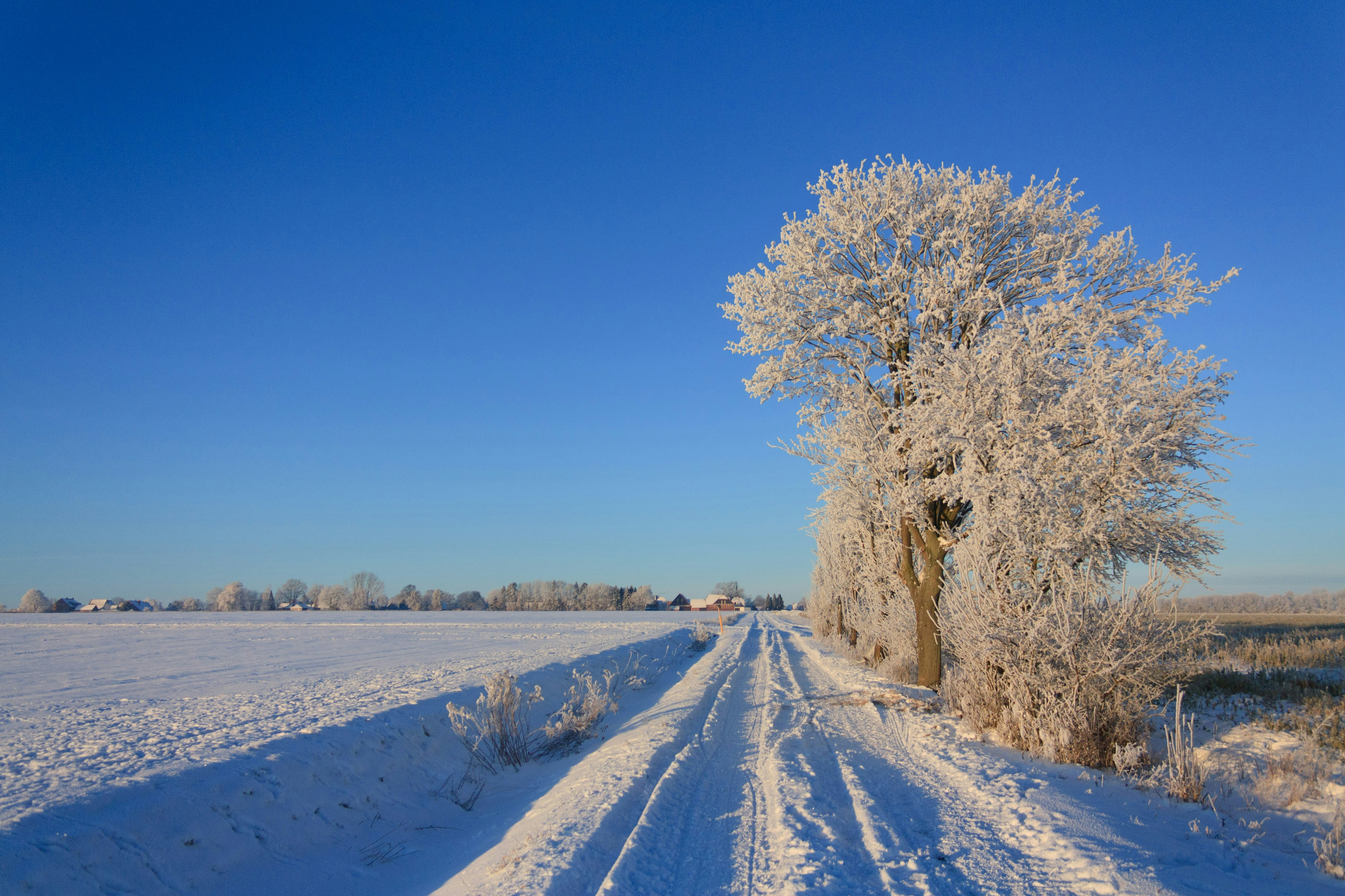 A snow covered road with a tree in the middle
