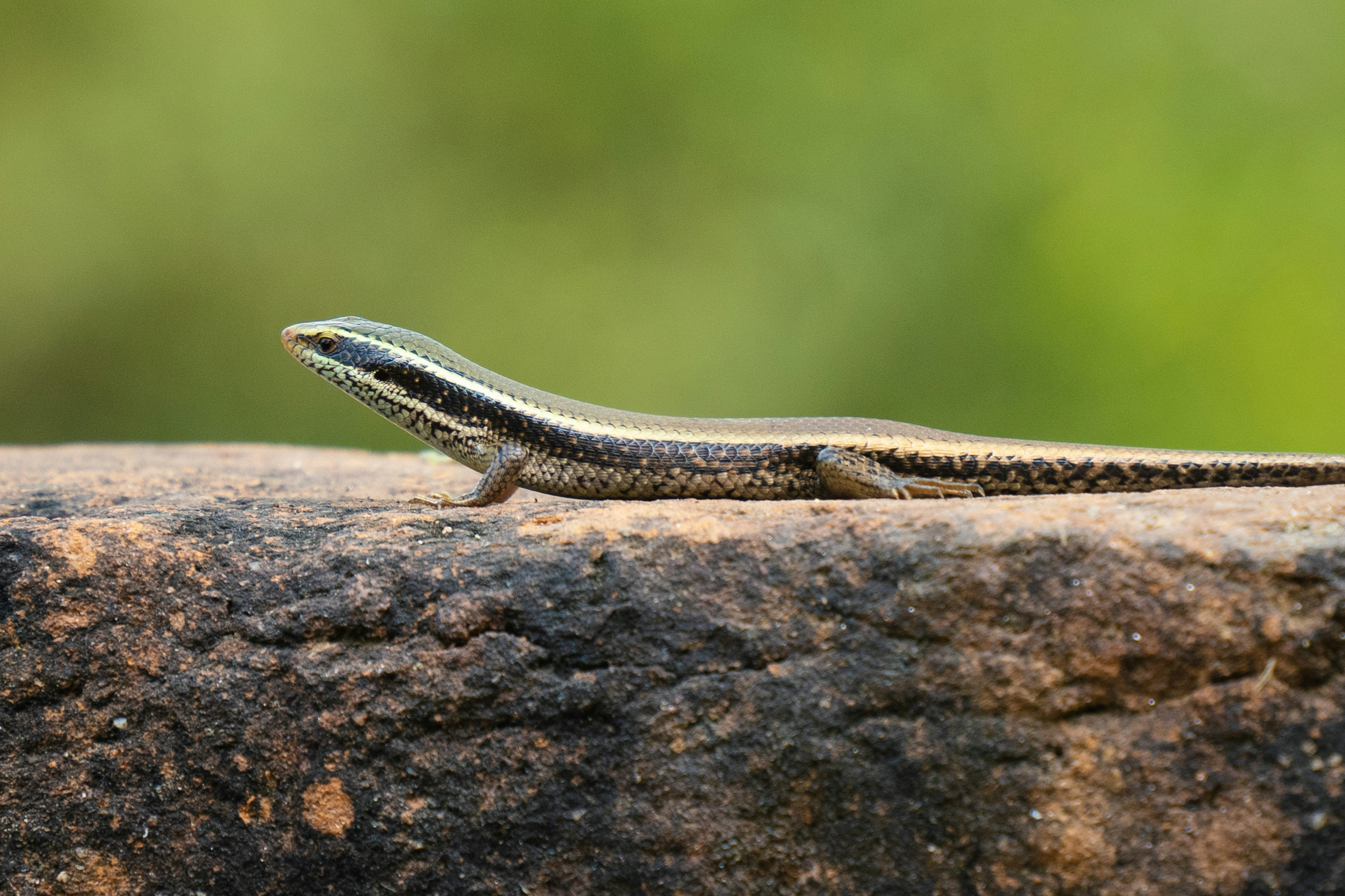 Skinks The Resourceful Survivors (image credits: unsplash)