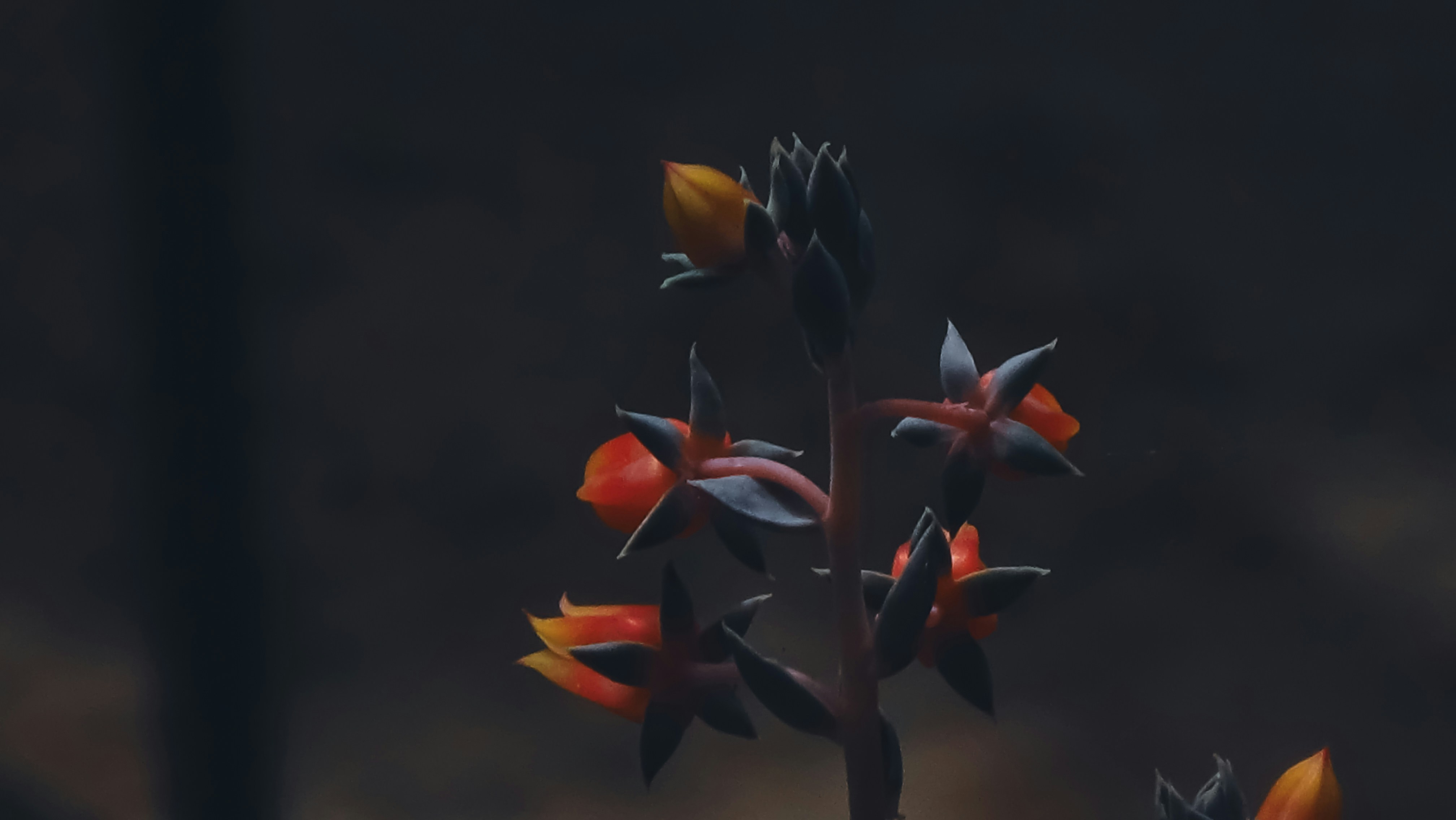 A close up of a plant with red and yellow flowers