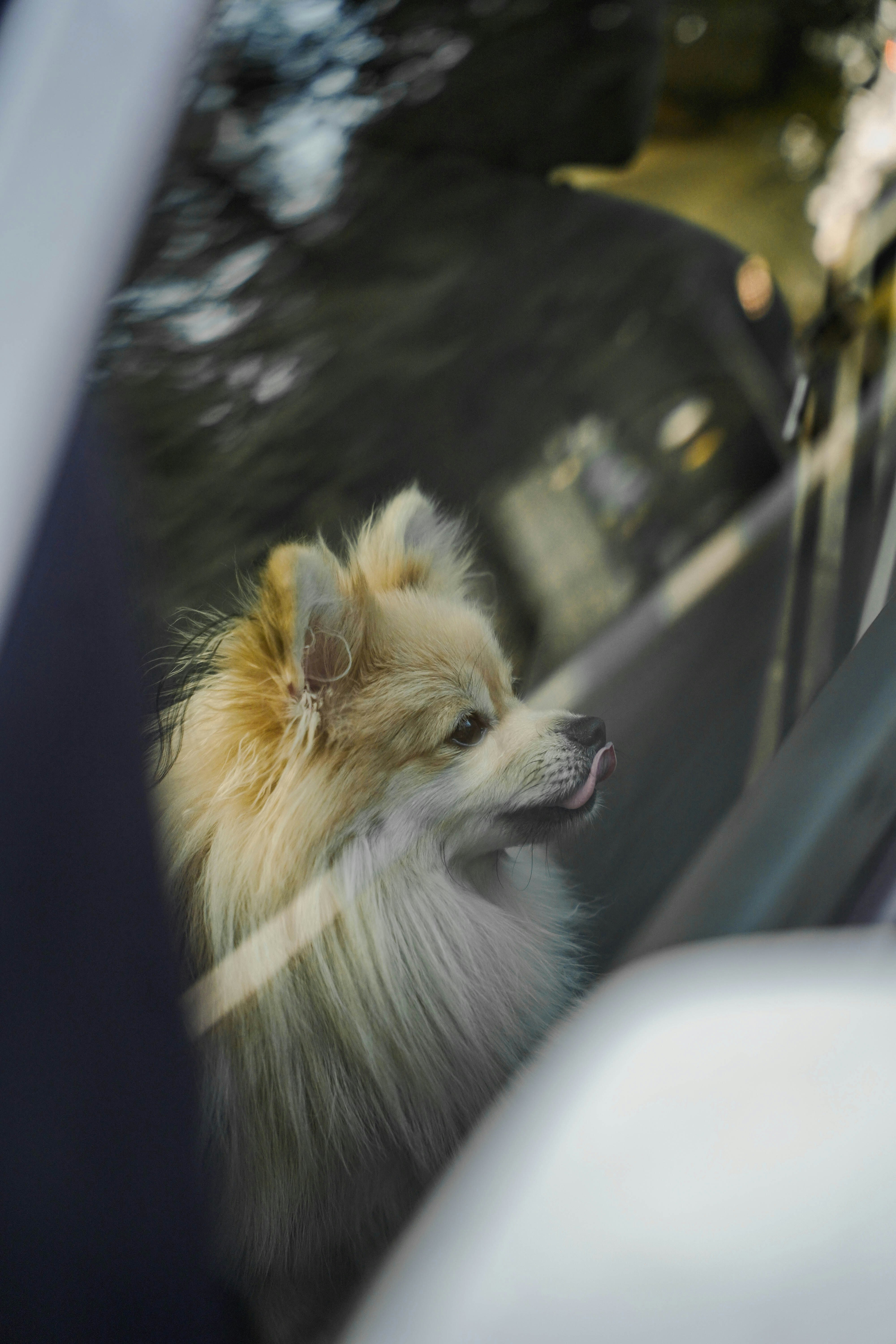 Photo by samirdezhangah