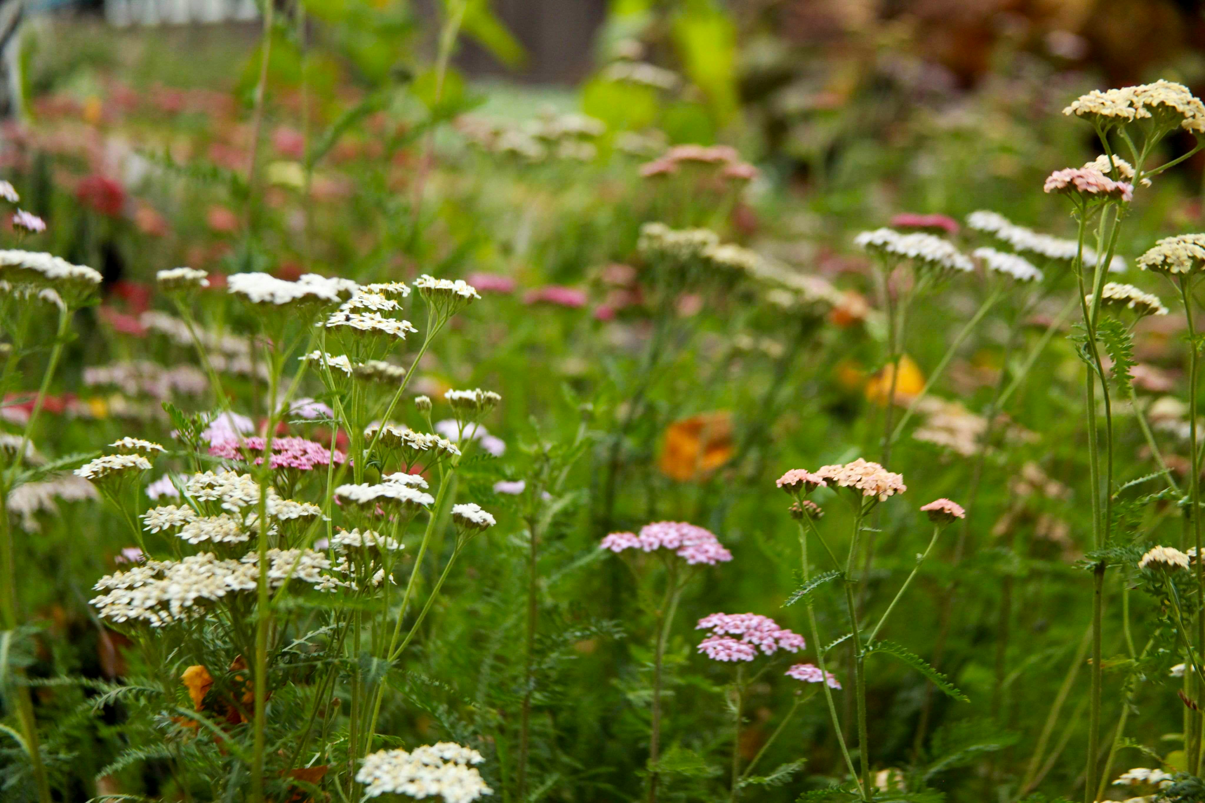 Photo by nwilloughby