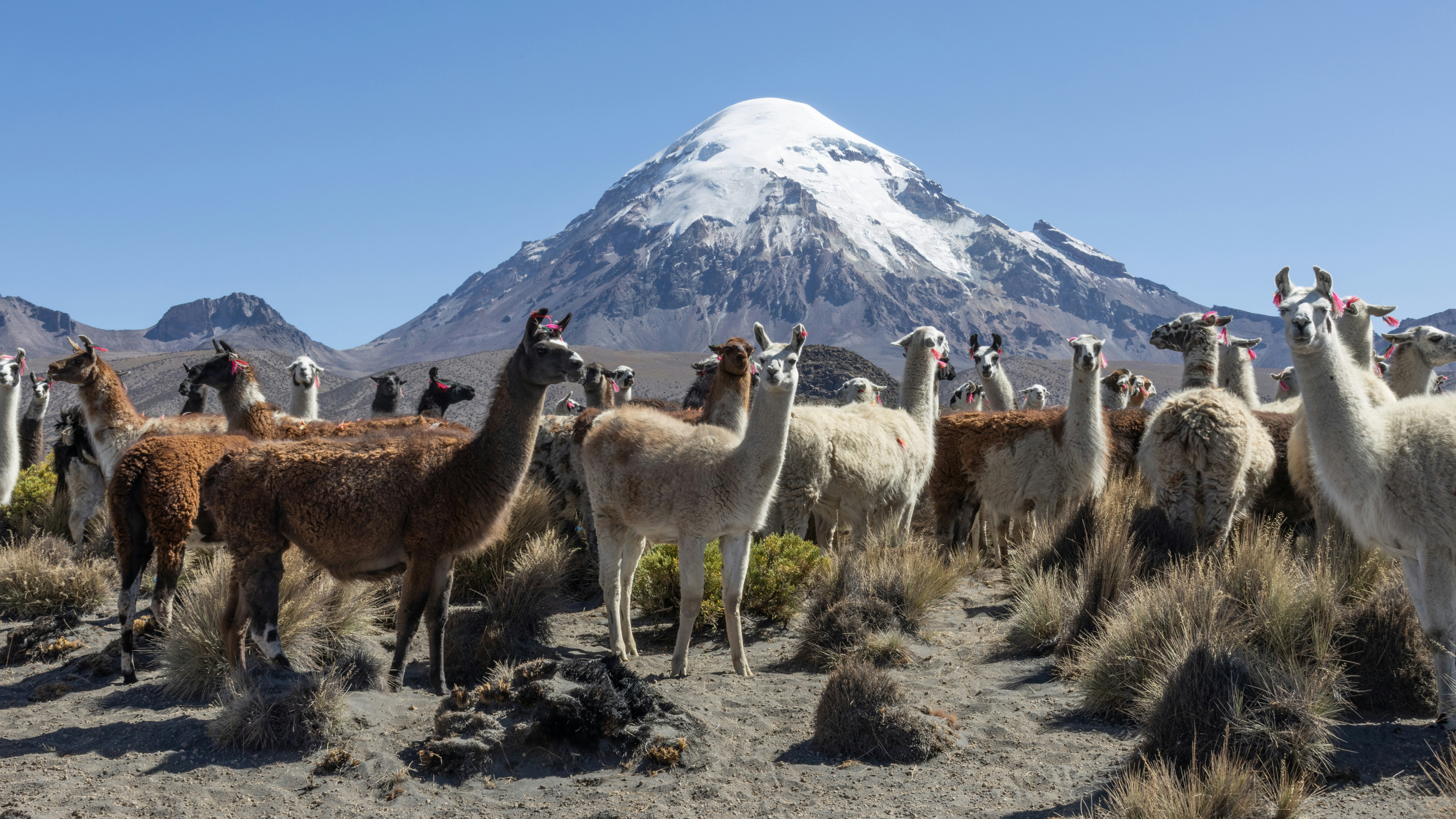 Eine Gruppe von Lamas und Lamas in der Wüste