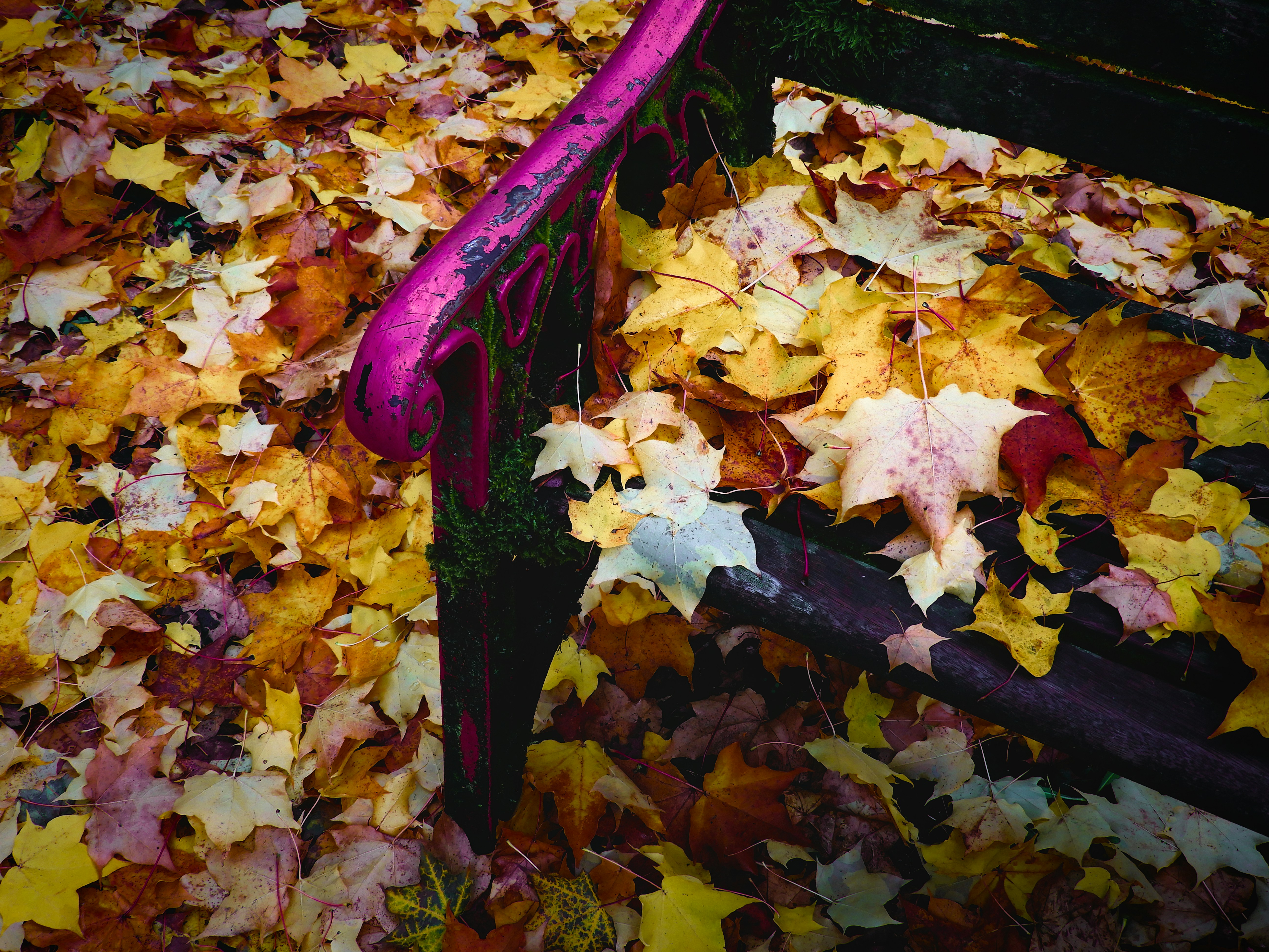 A wooden bench surrounded by leaves on the ground