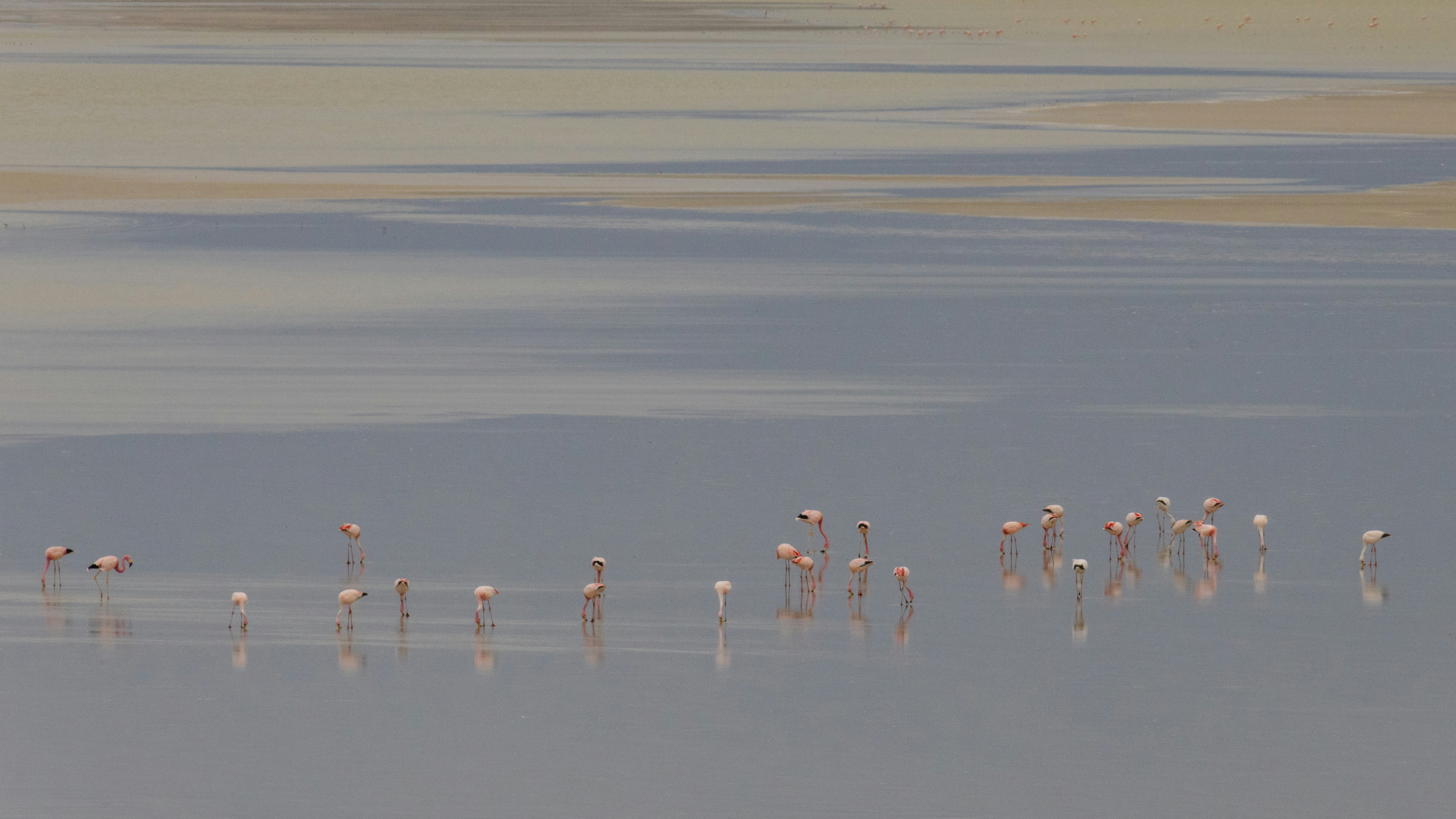 Eine Gruppe von Flamingos, die in einem Gewässer stehen