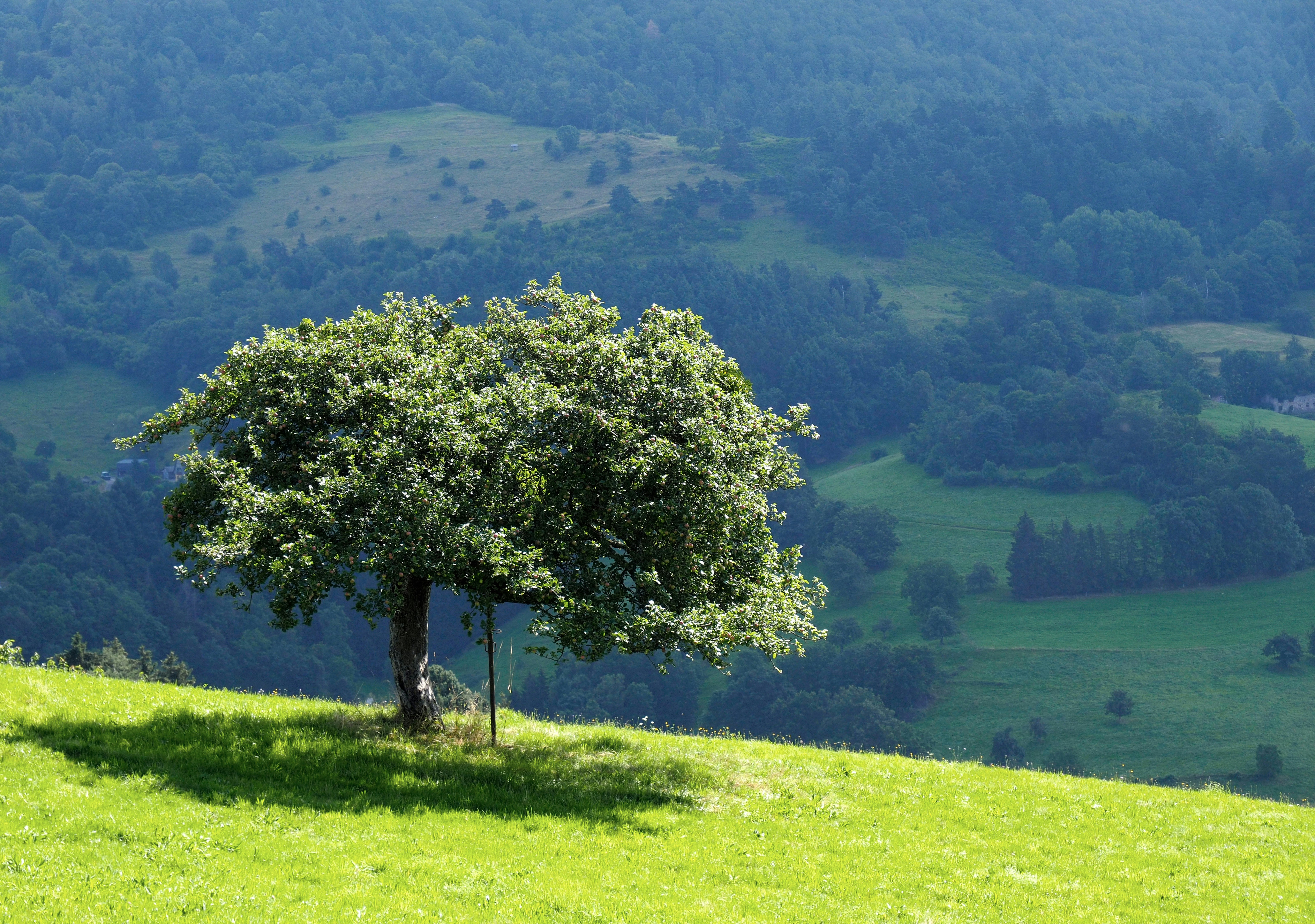 A lone tree on a grassy hill with rolling hills in the background