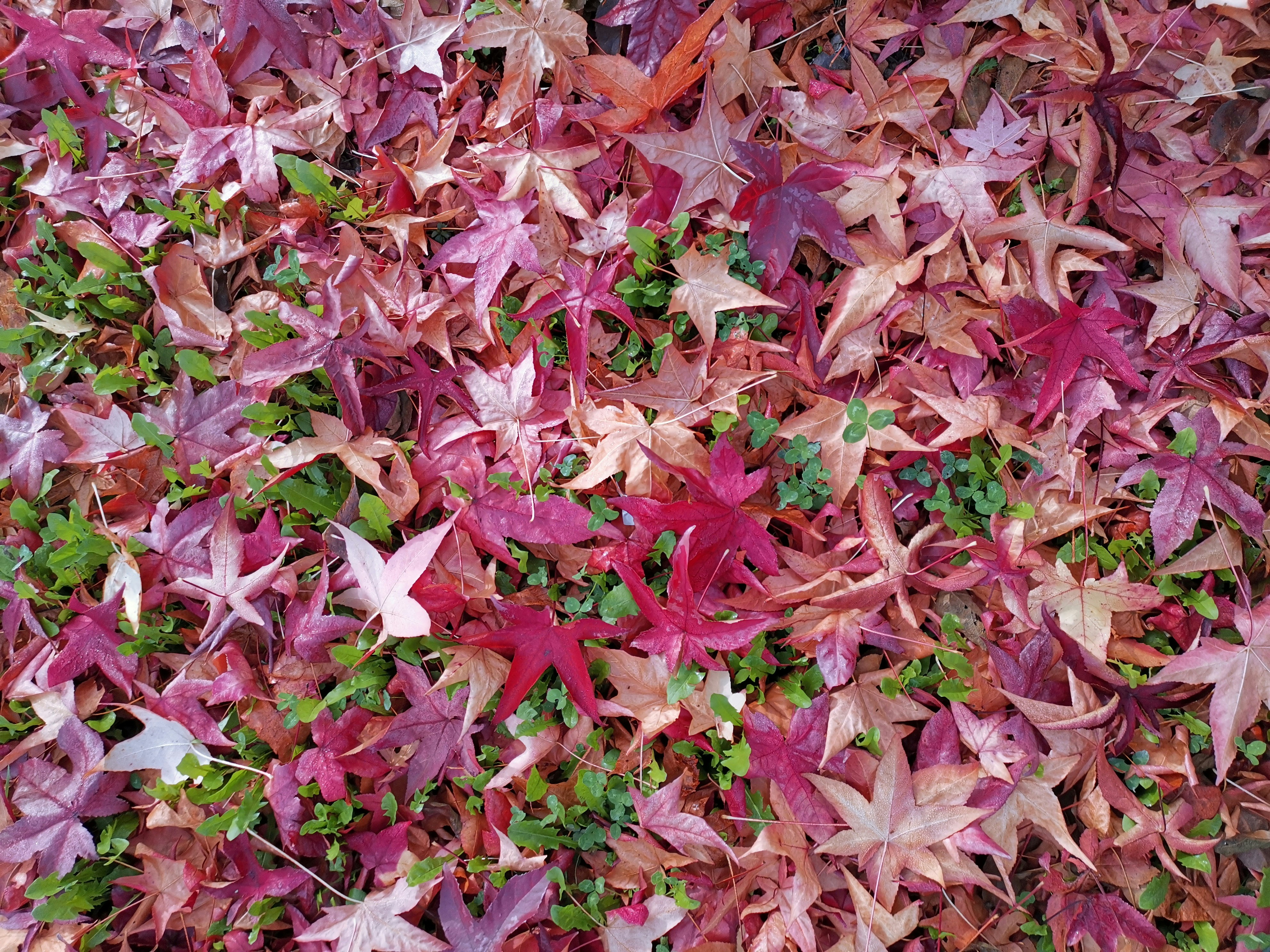 A bunch of leaves that are laying on the ground