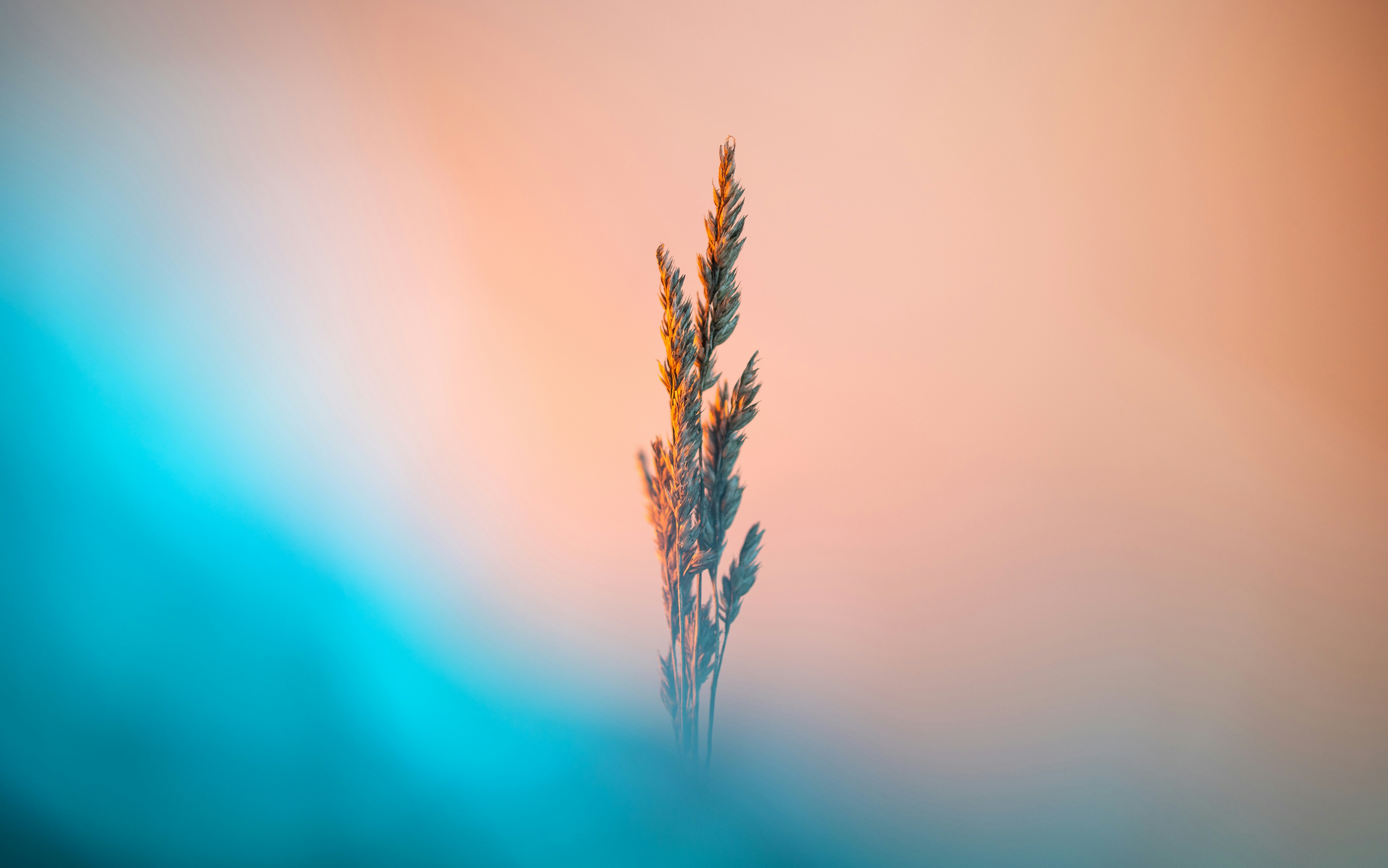 A blurry photo of a plant in the foreground