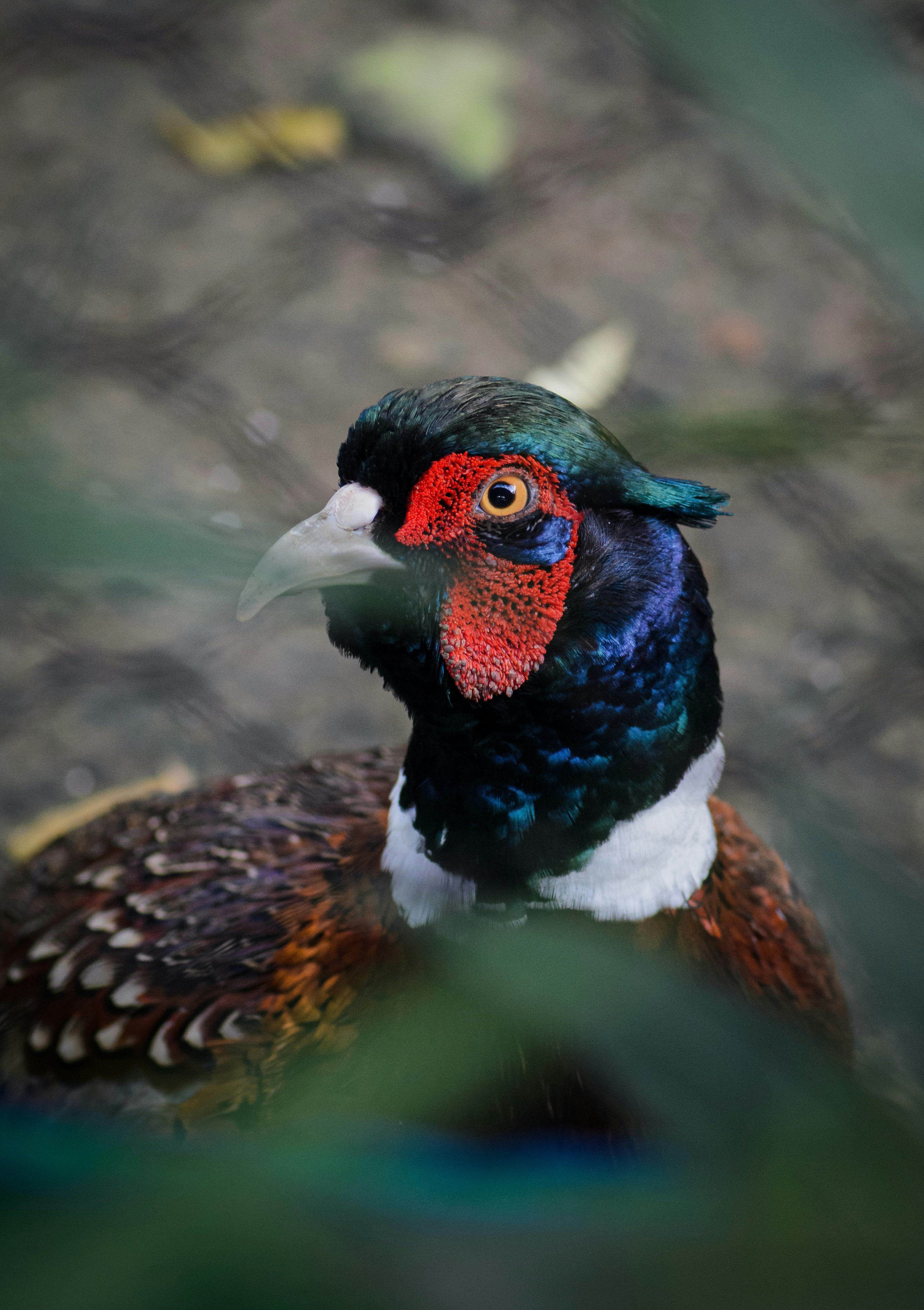 A close up of a bird on the ground