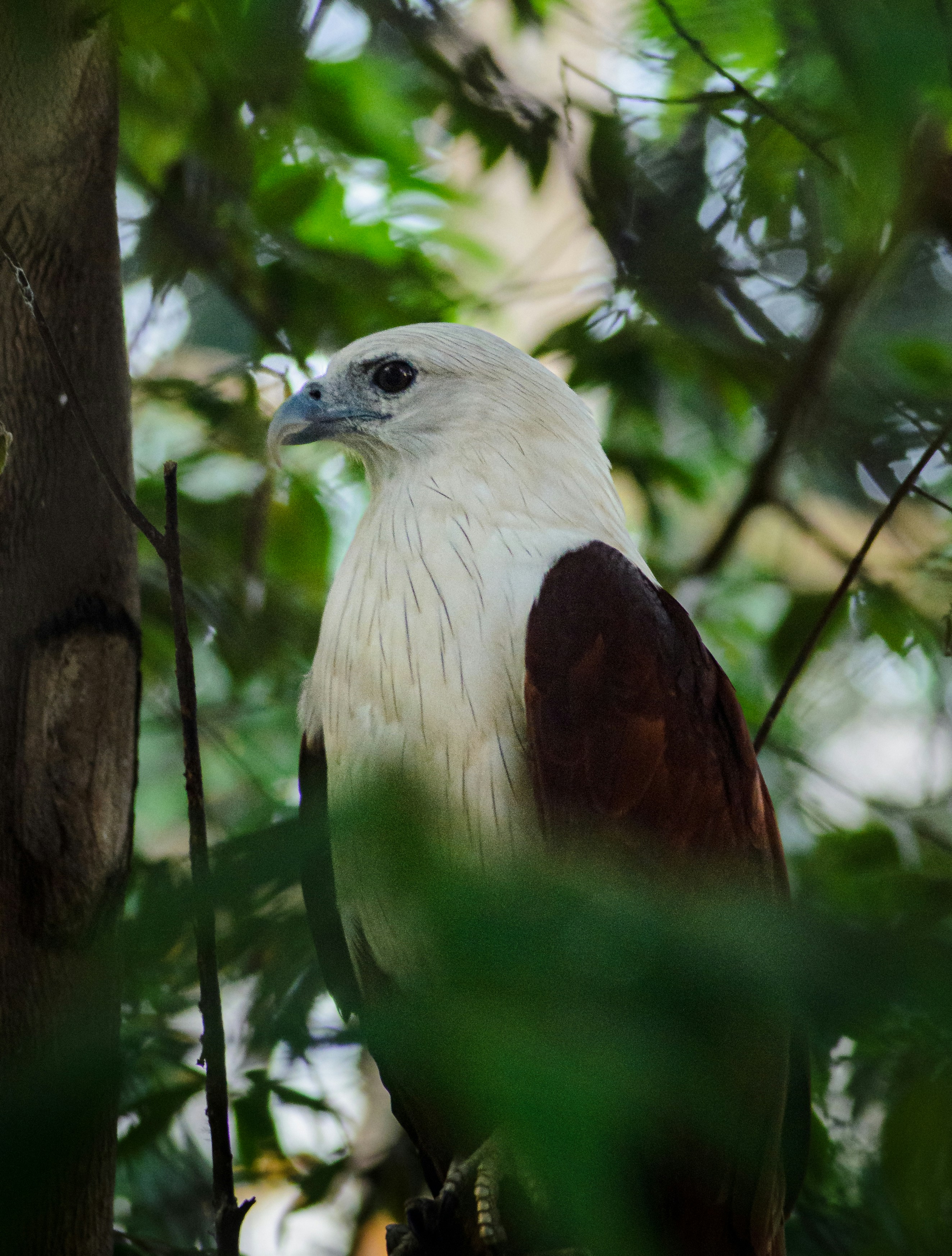 A white and brown bird perched on a tree branch