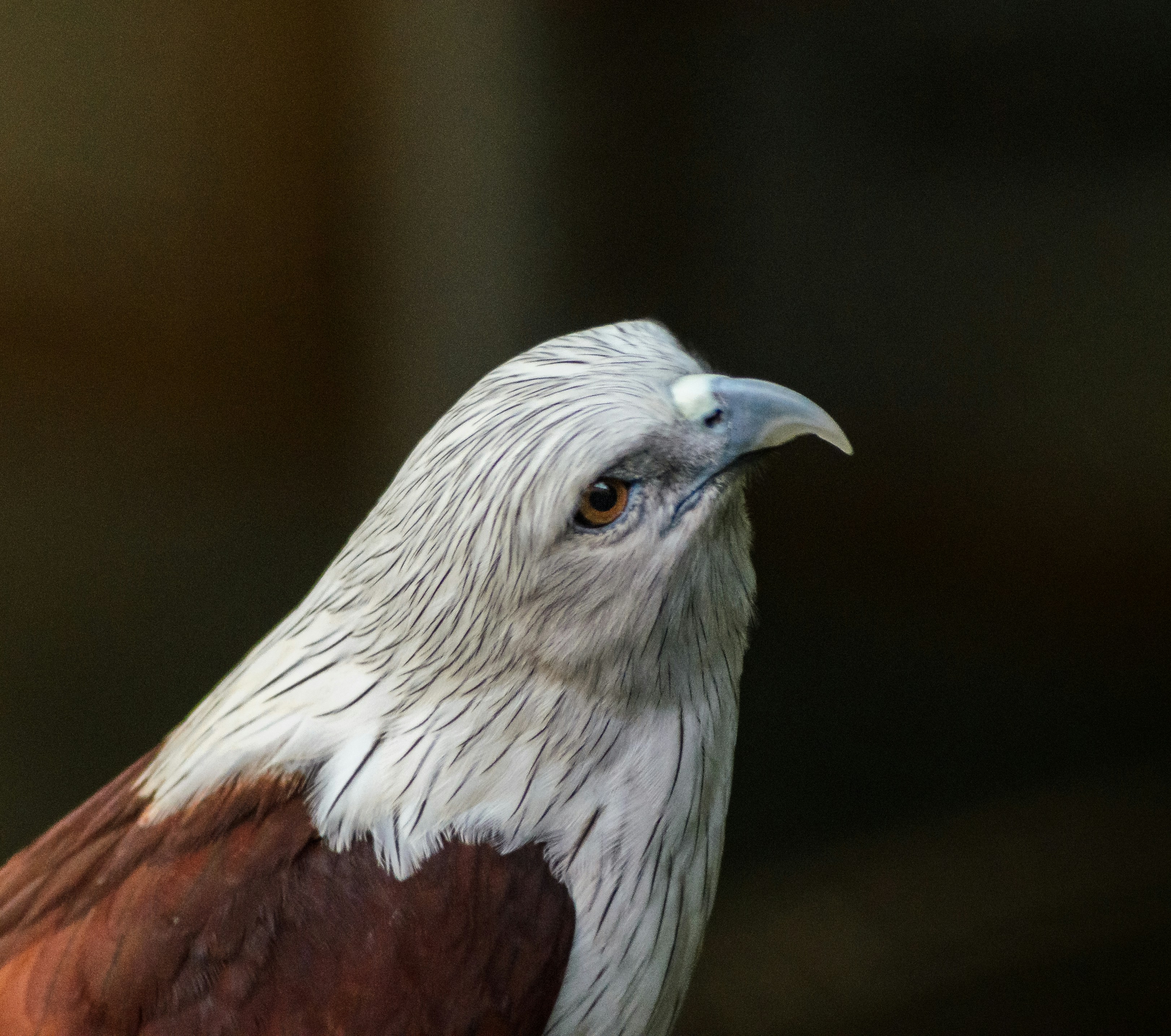 A close up of a bird of prey