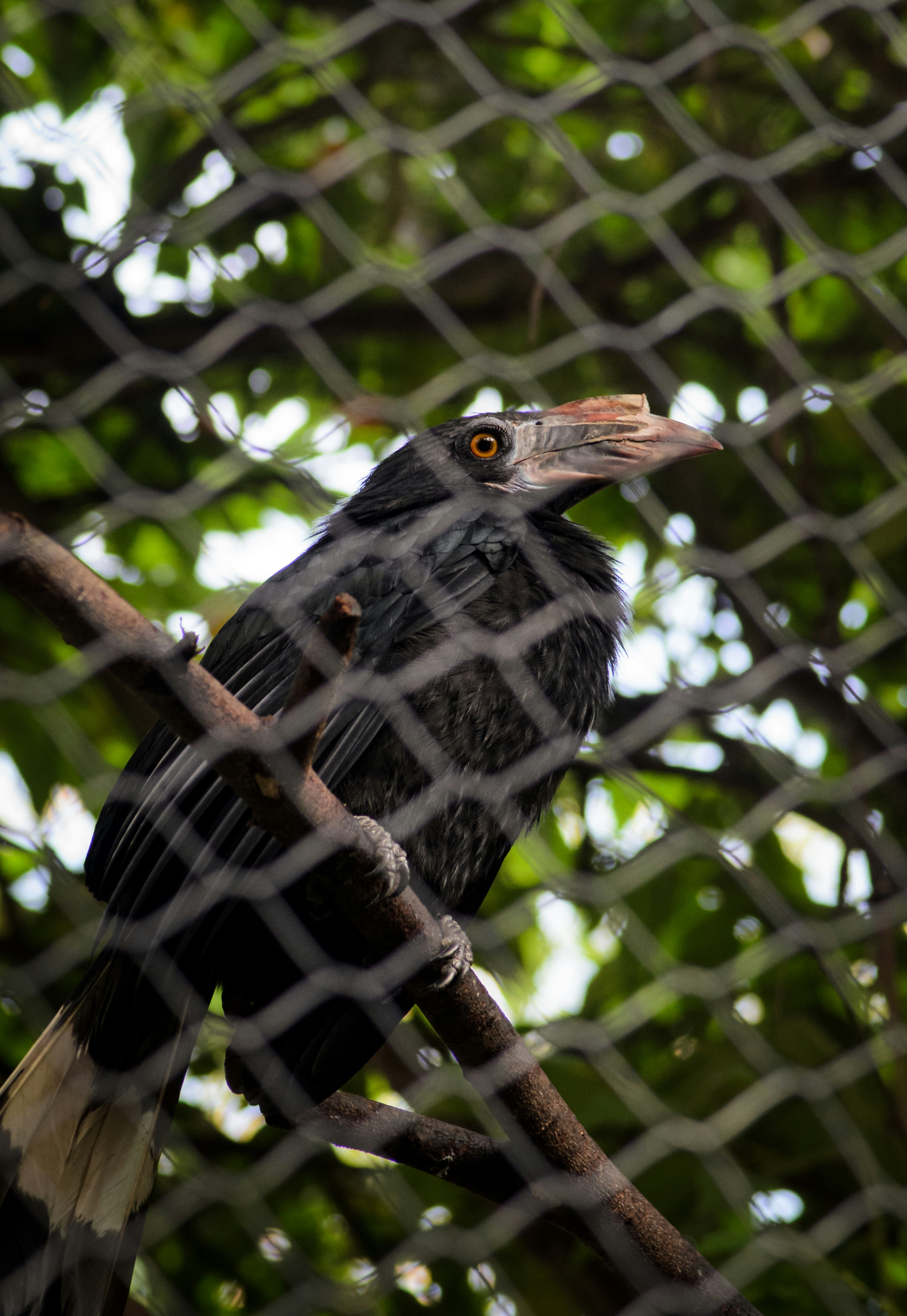 A bird sitting on a tree branch behind a fence