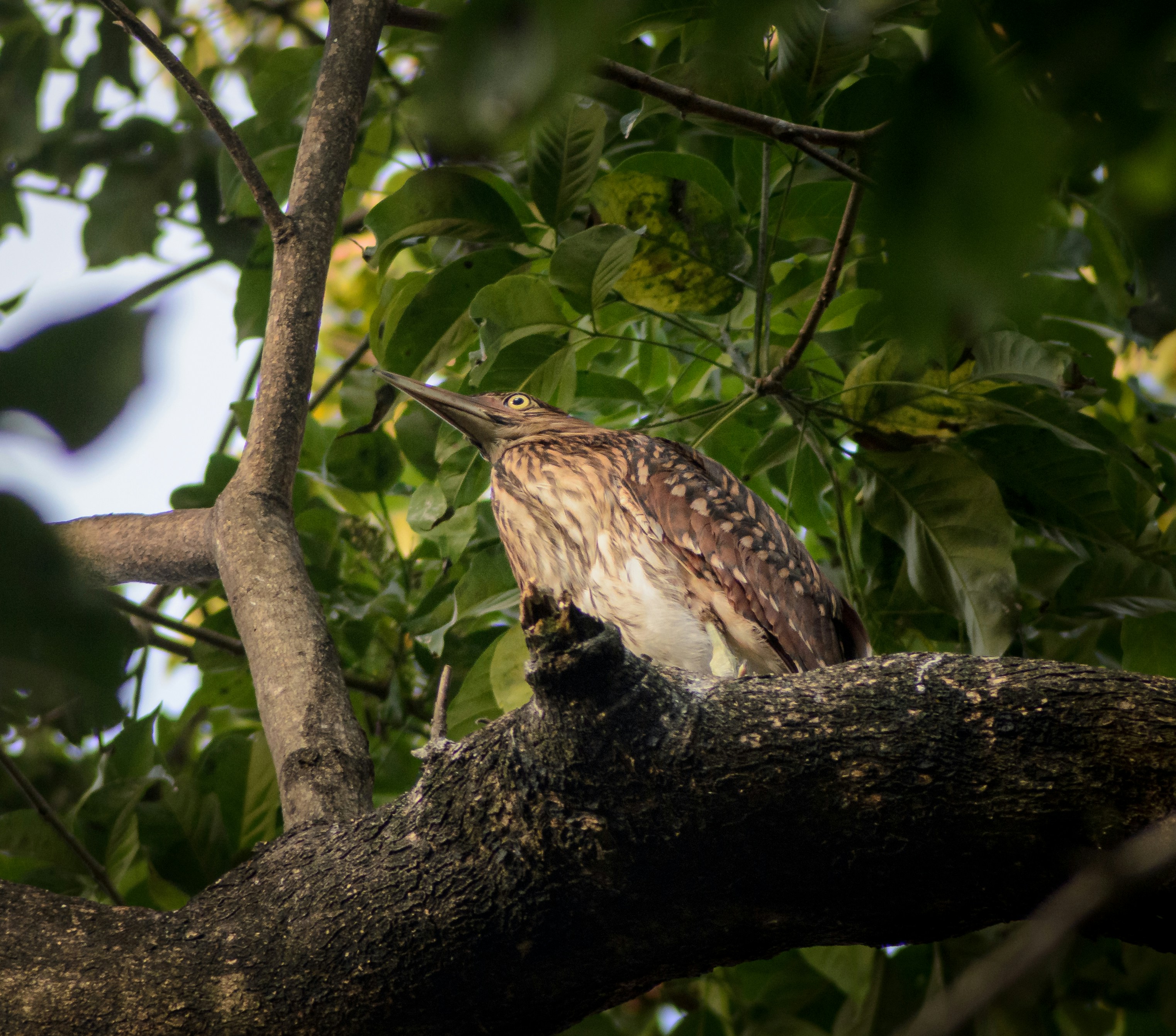 A bird perched on a branch of a tree