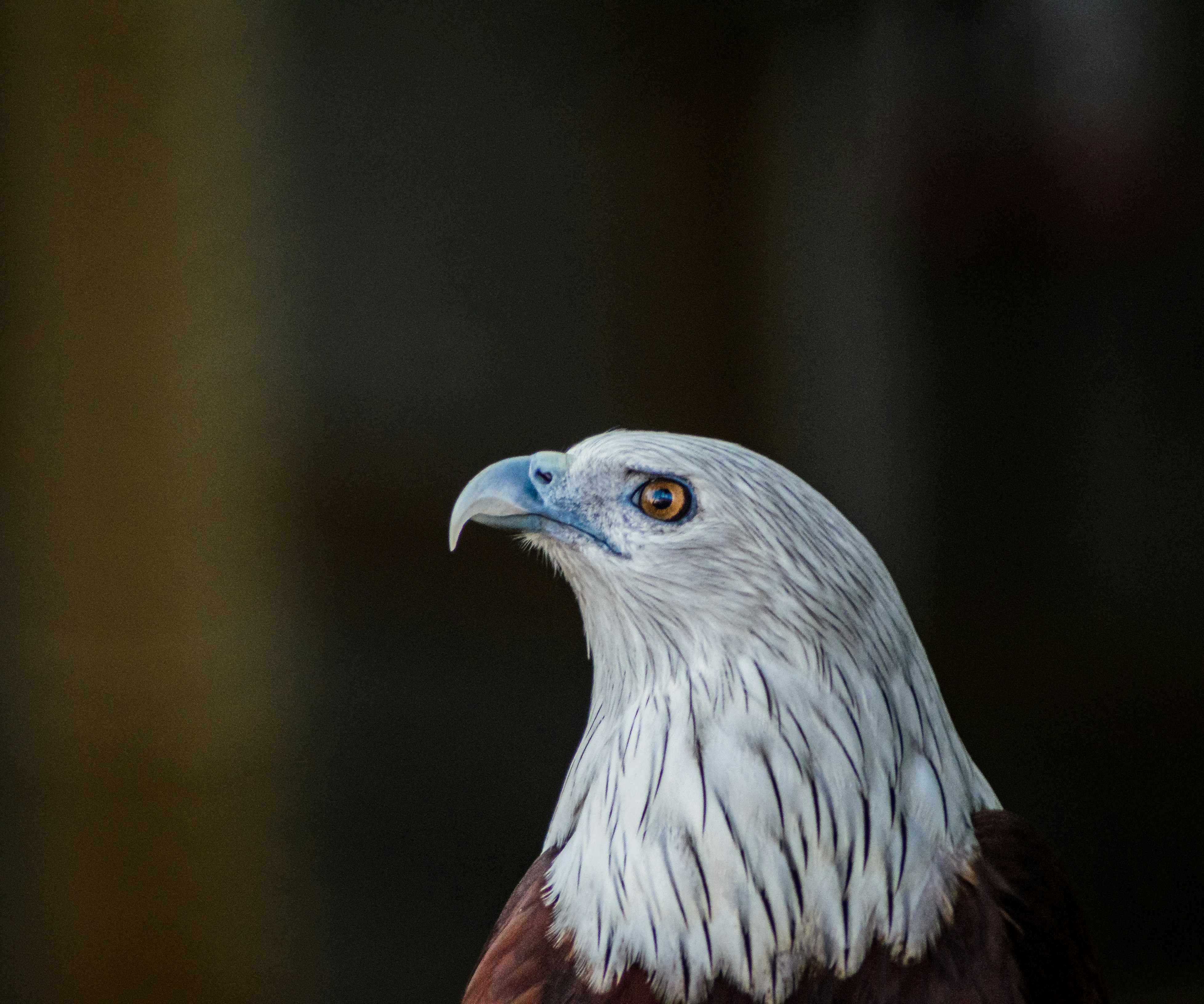 A close up of a bird of prey with a blurry background