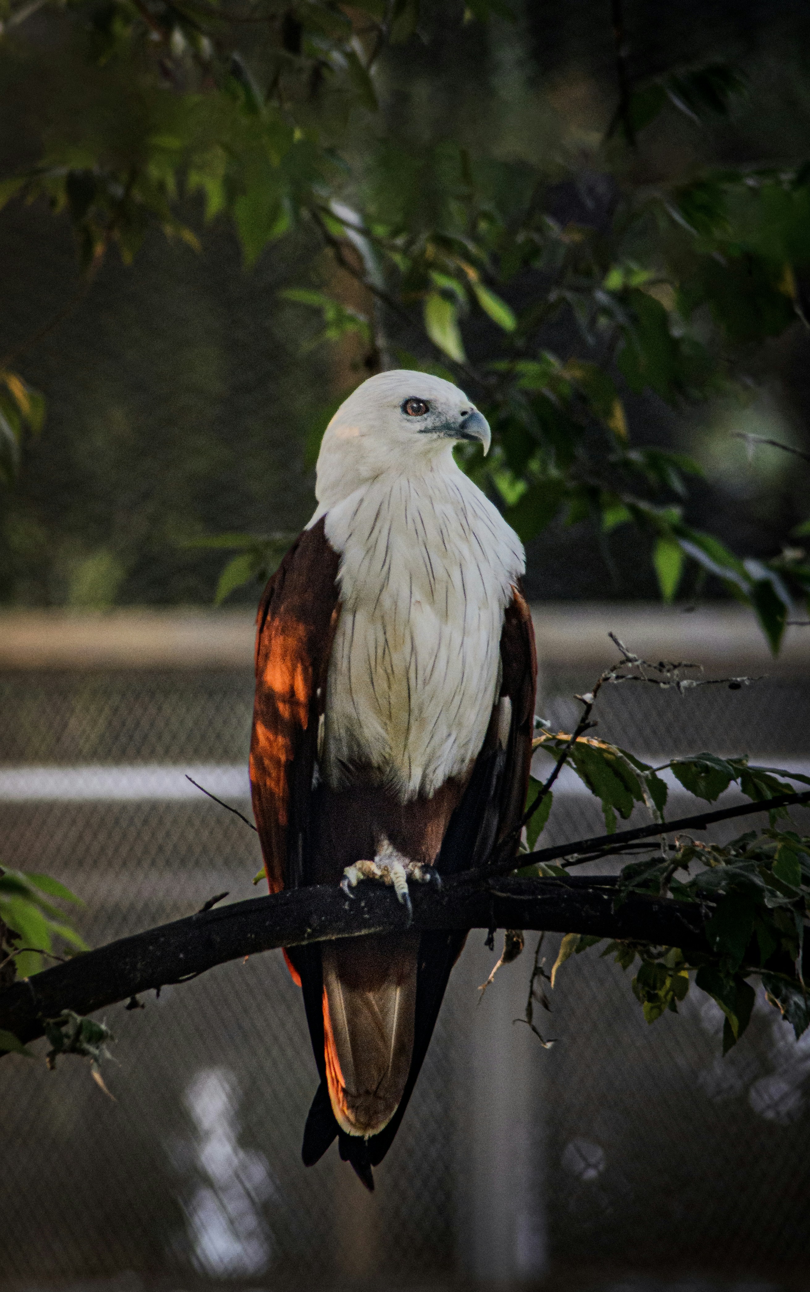 A bird of prey perched on a tree branch
