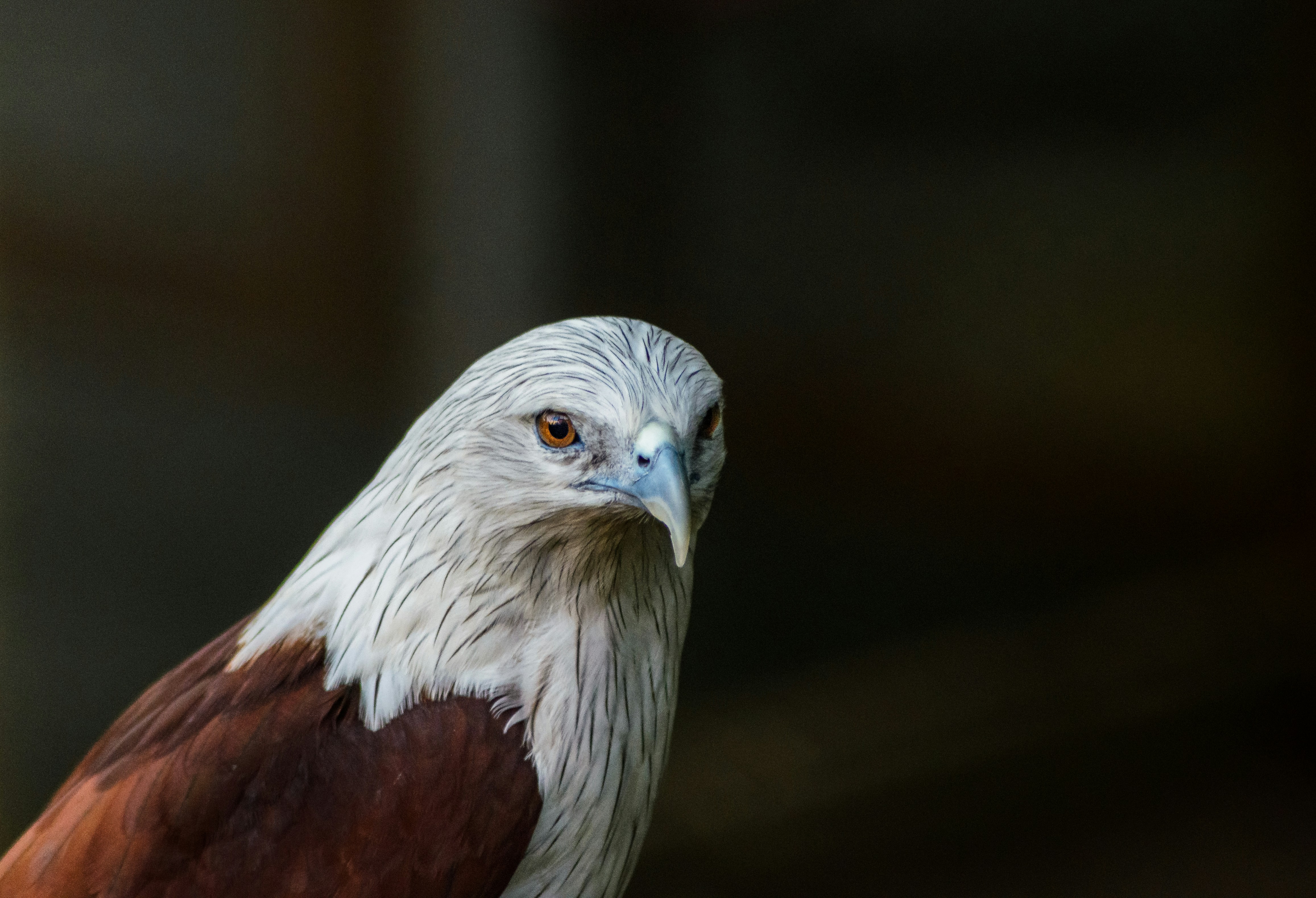 A close up of a bird of prey