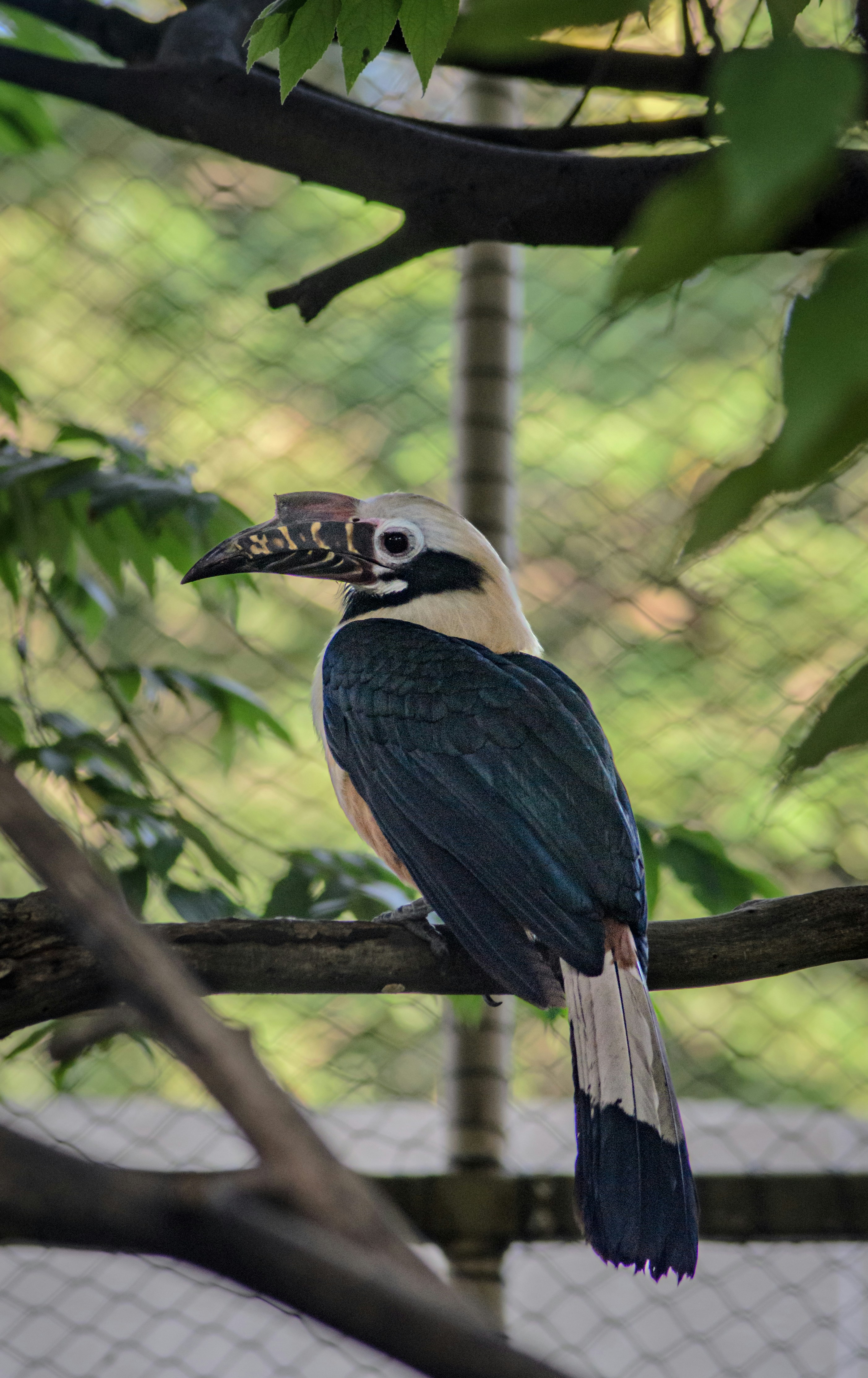 A bird sitting on a branch in a tree