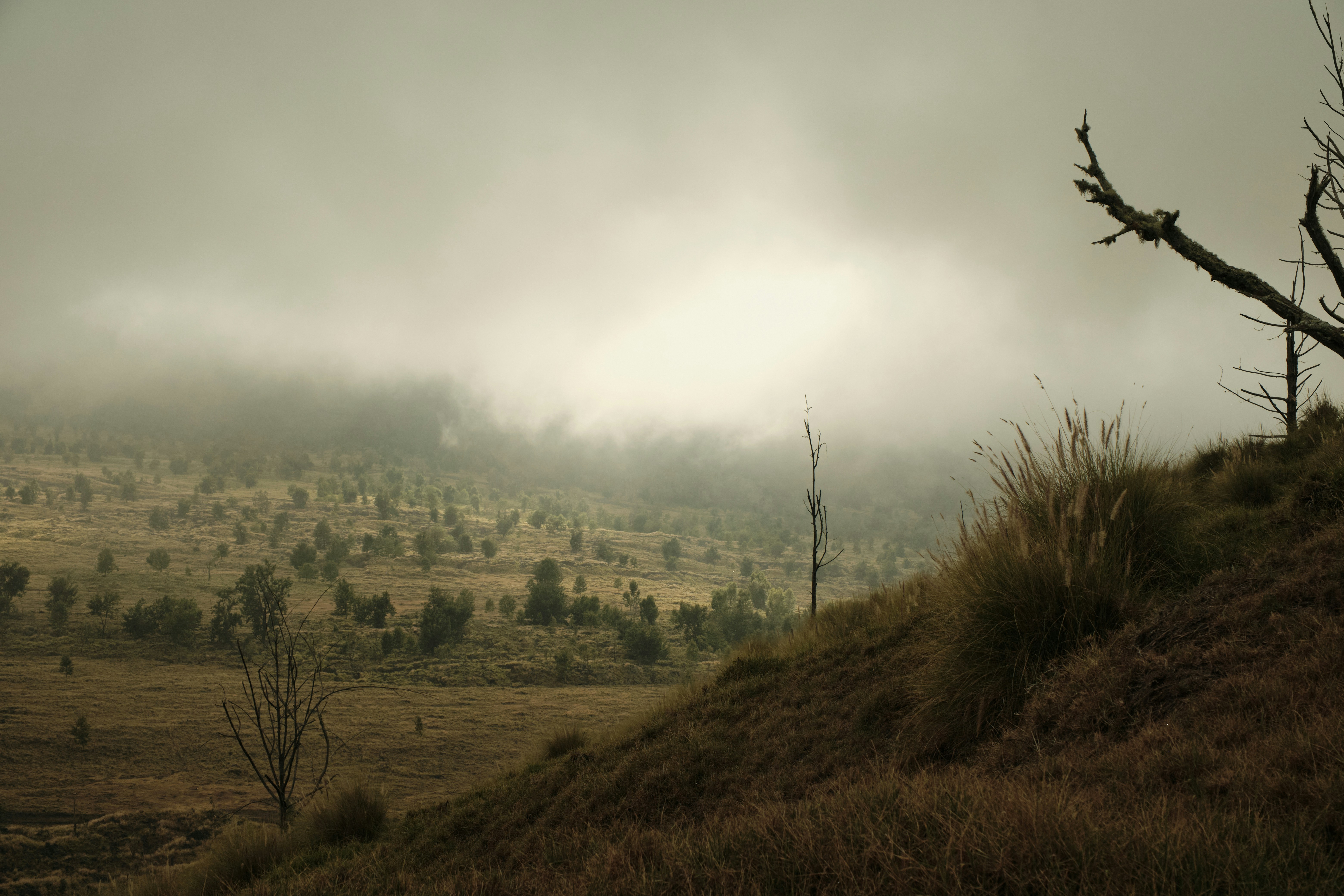 A lone tree on a hill in the middle of nowhere
