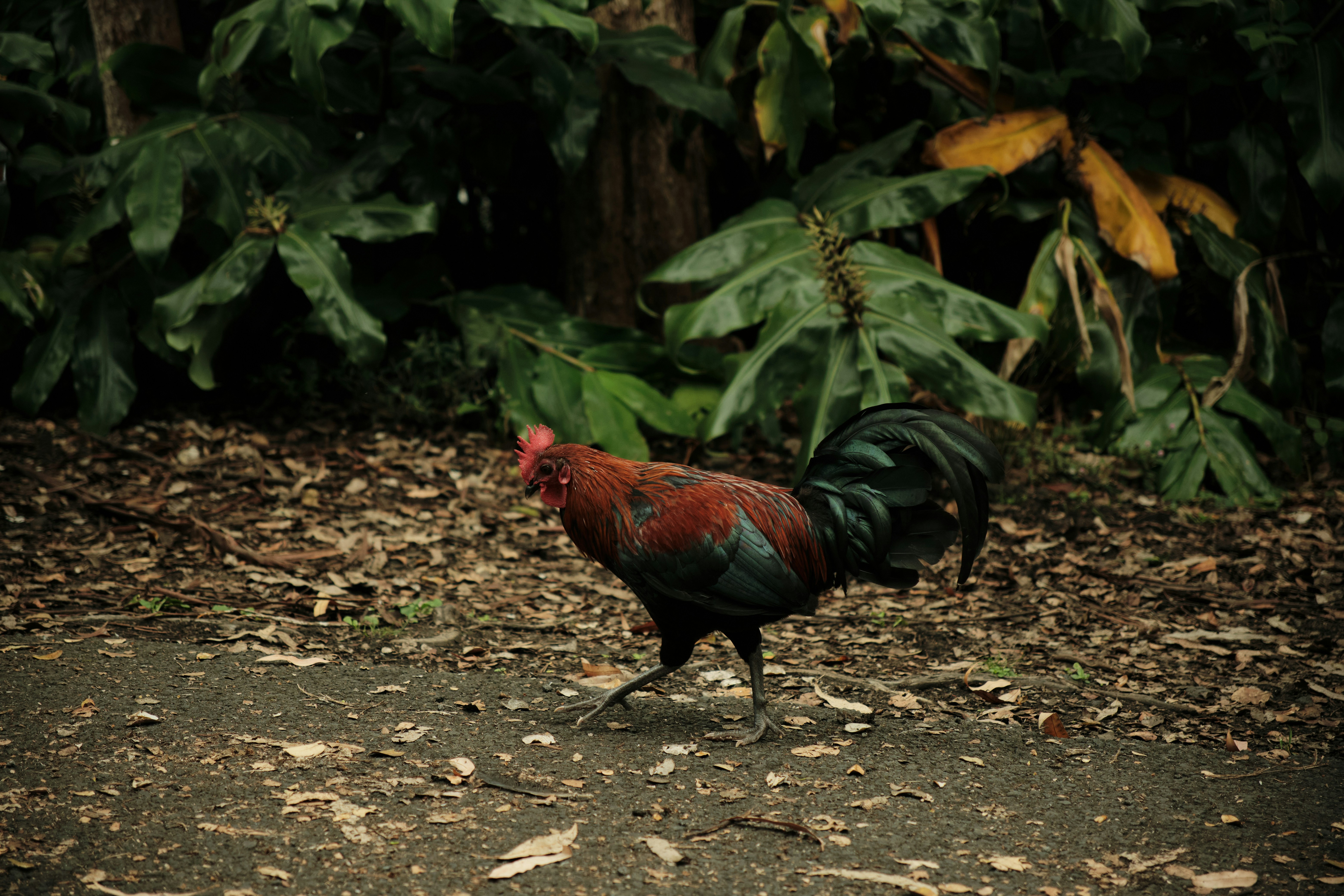 A rooster walking across a dirt road next to a forest