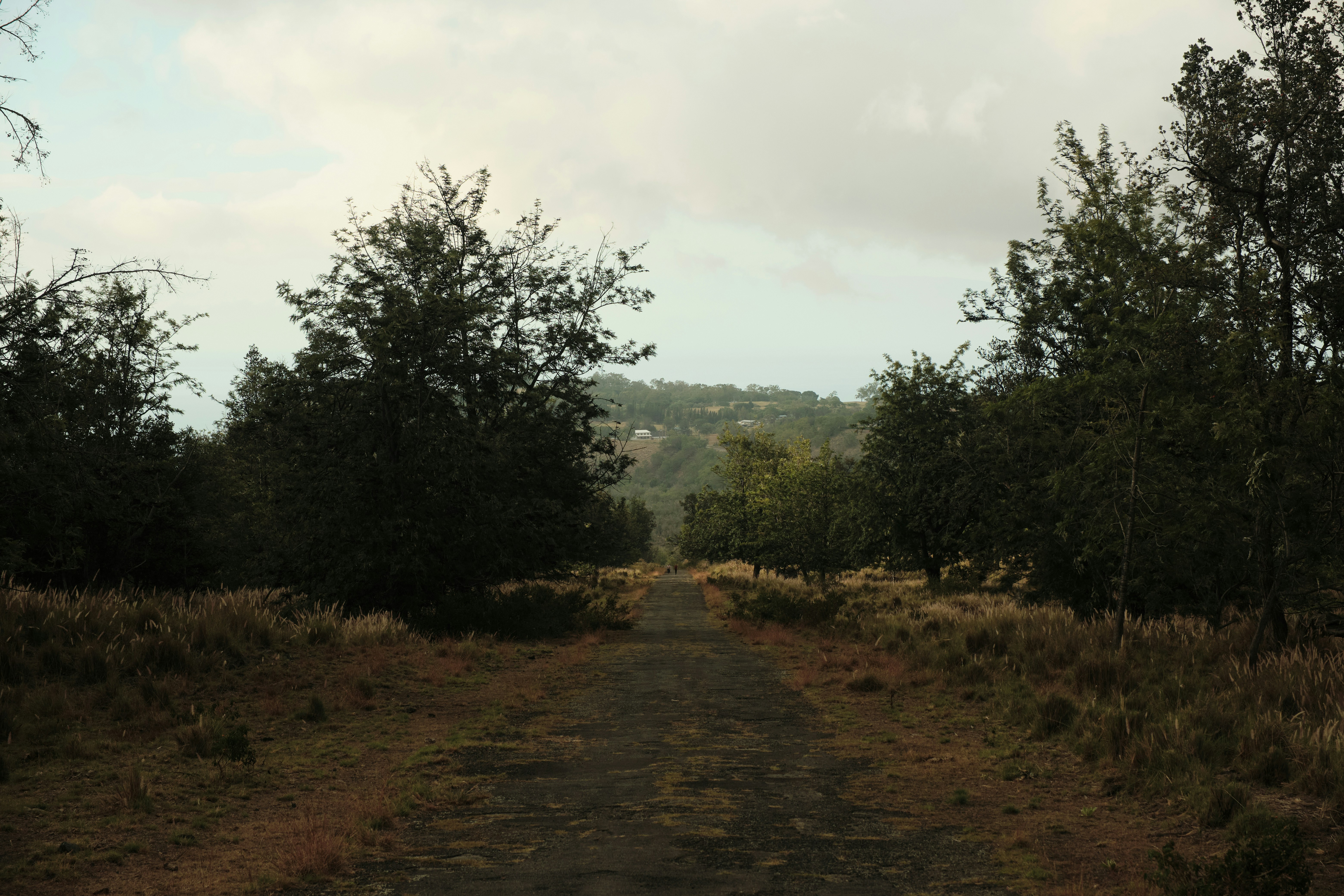 A dirt road in the middle of a wooded area