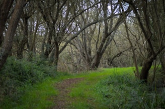 A path through a forest with lots of trees