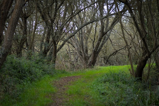 A path through a forest with lots of trees