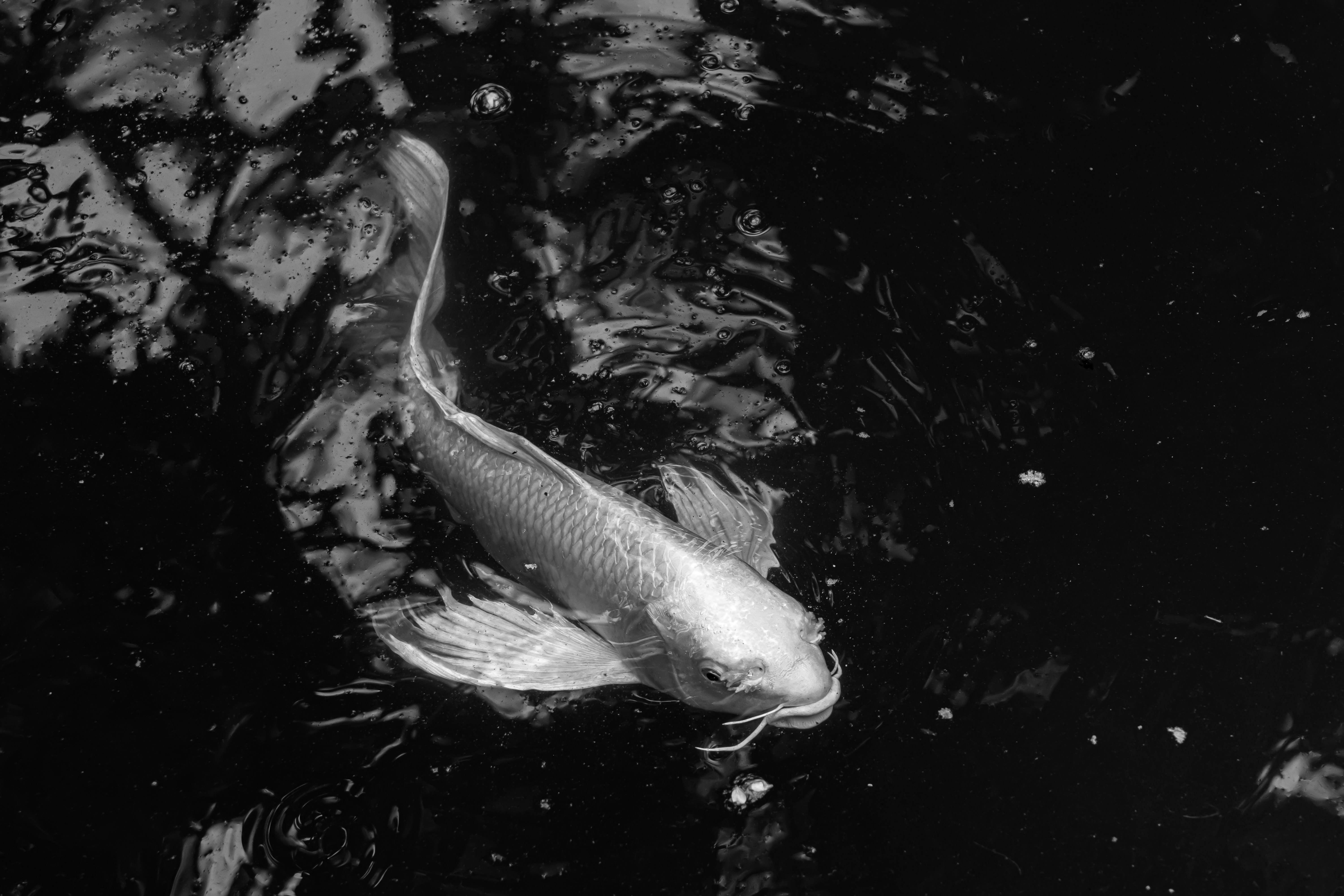 A black and white photo of a fish in water