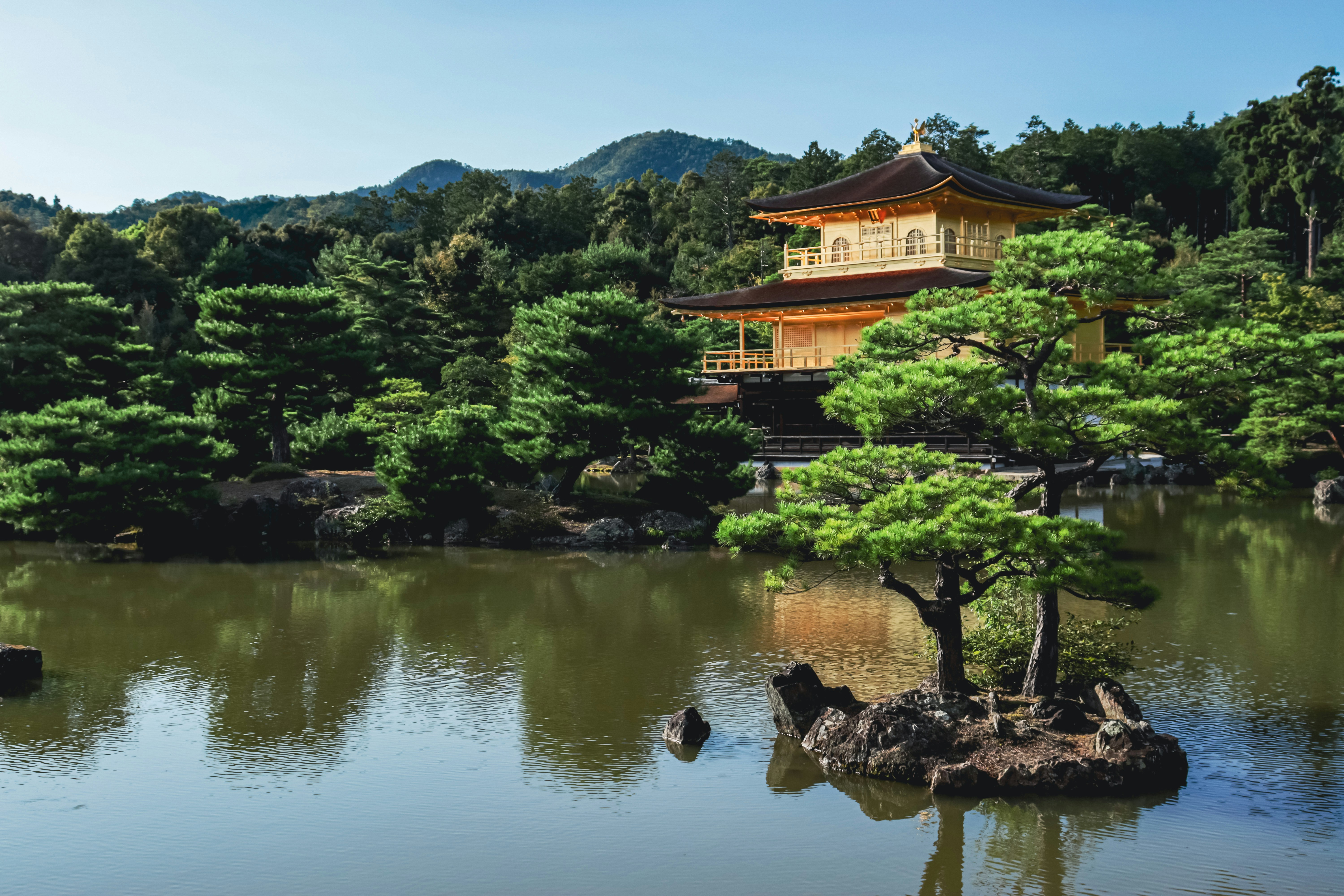 A pond with a tree in it and a building in the background