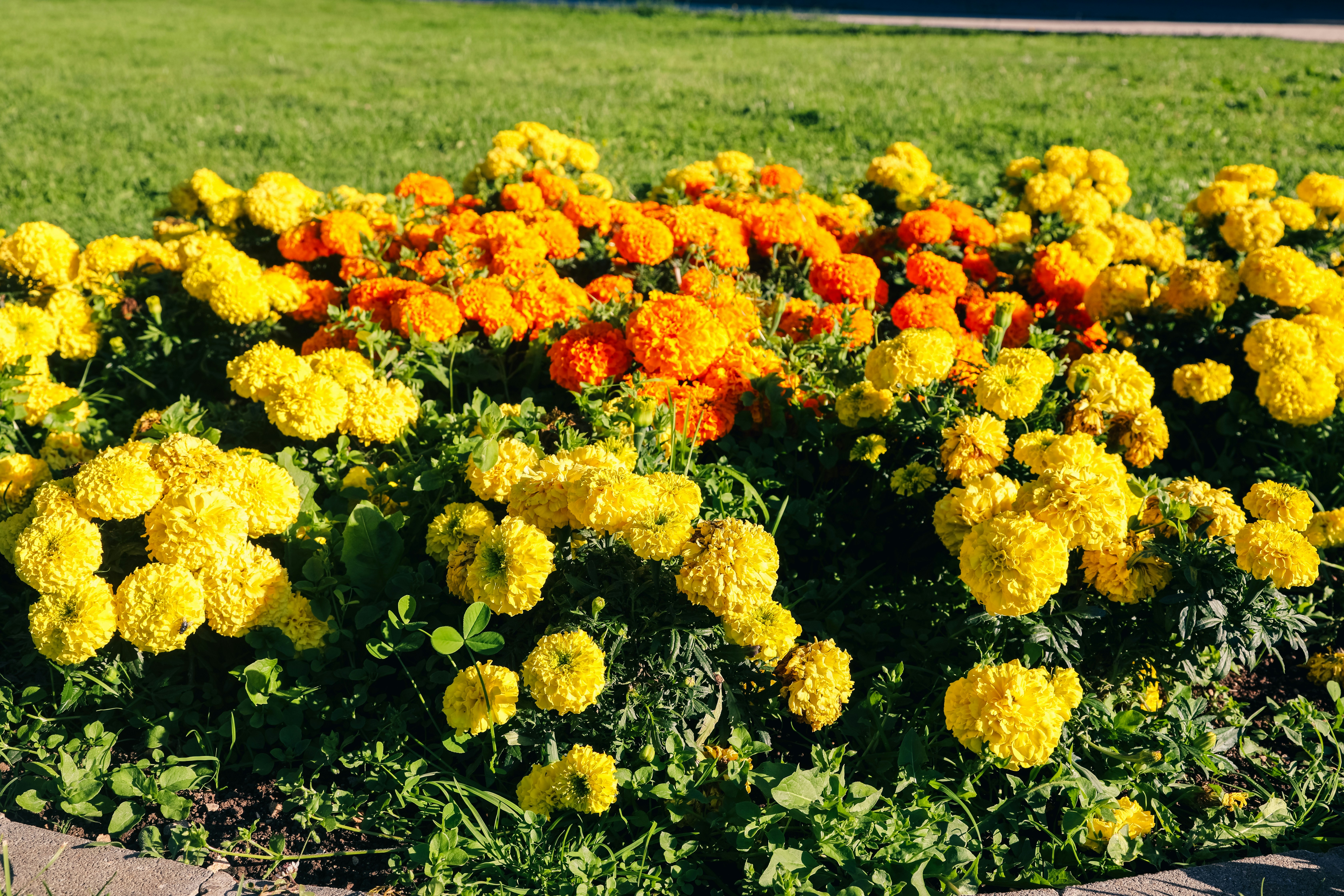 A bunch of yellow and orange flowers in a garden