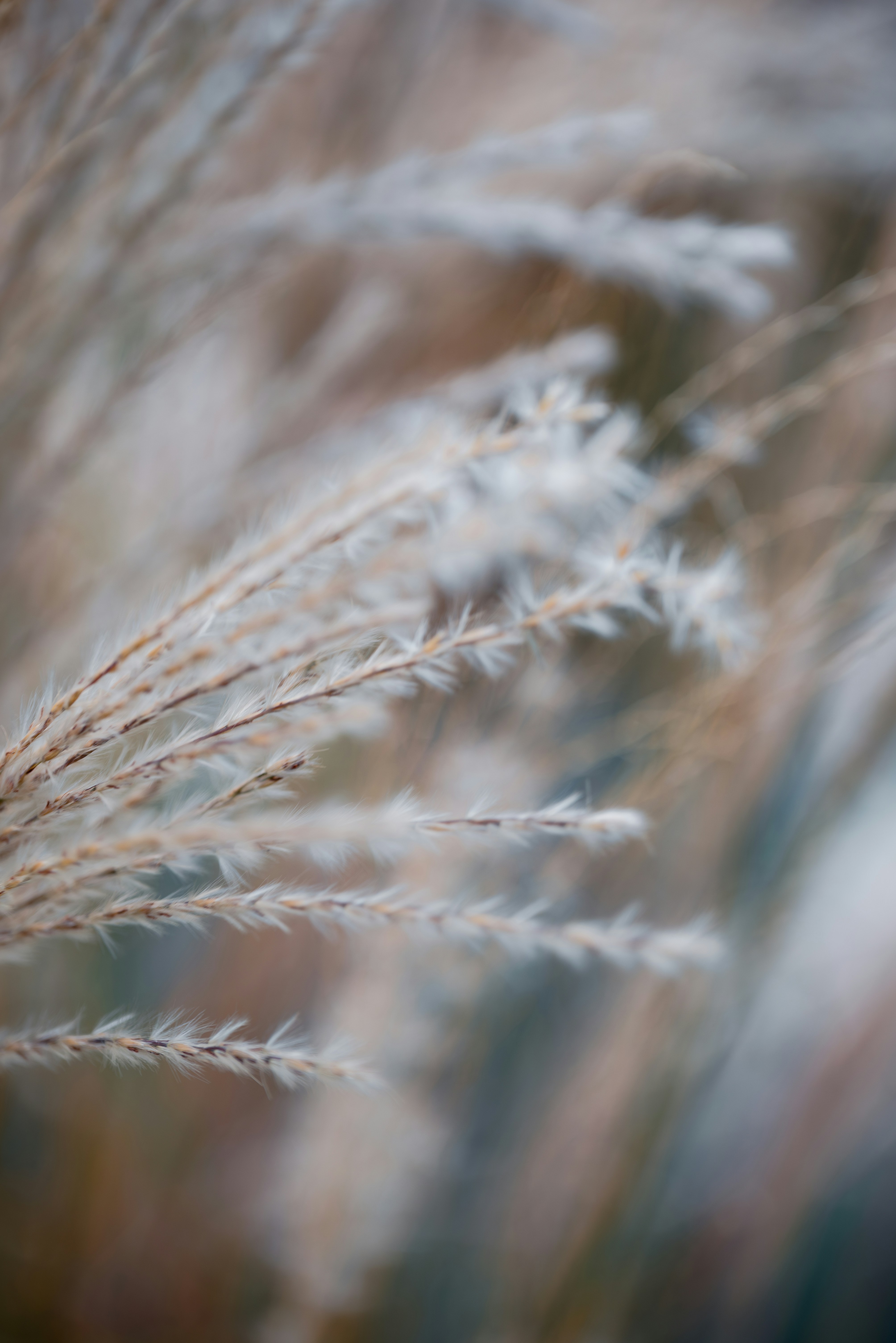 This photograph presents a delicate and tranquil scene, capturing the softness of autumn grasses swaying gently in the wind. The feathery texture of the seeds and their fine details are emphasized, while the muted tones of the background create a dreamy, ethereal atmosphere. The shallow depth of field draws focus to the tips of the grasses, evoking a peaceful, almost meditative feeling of nature in transition.