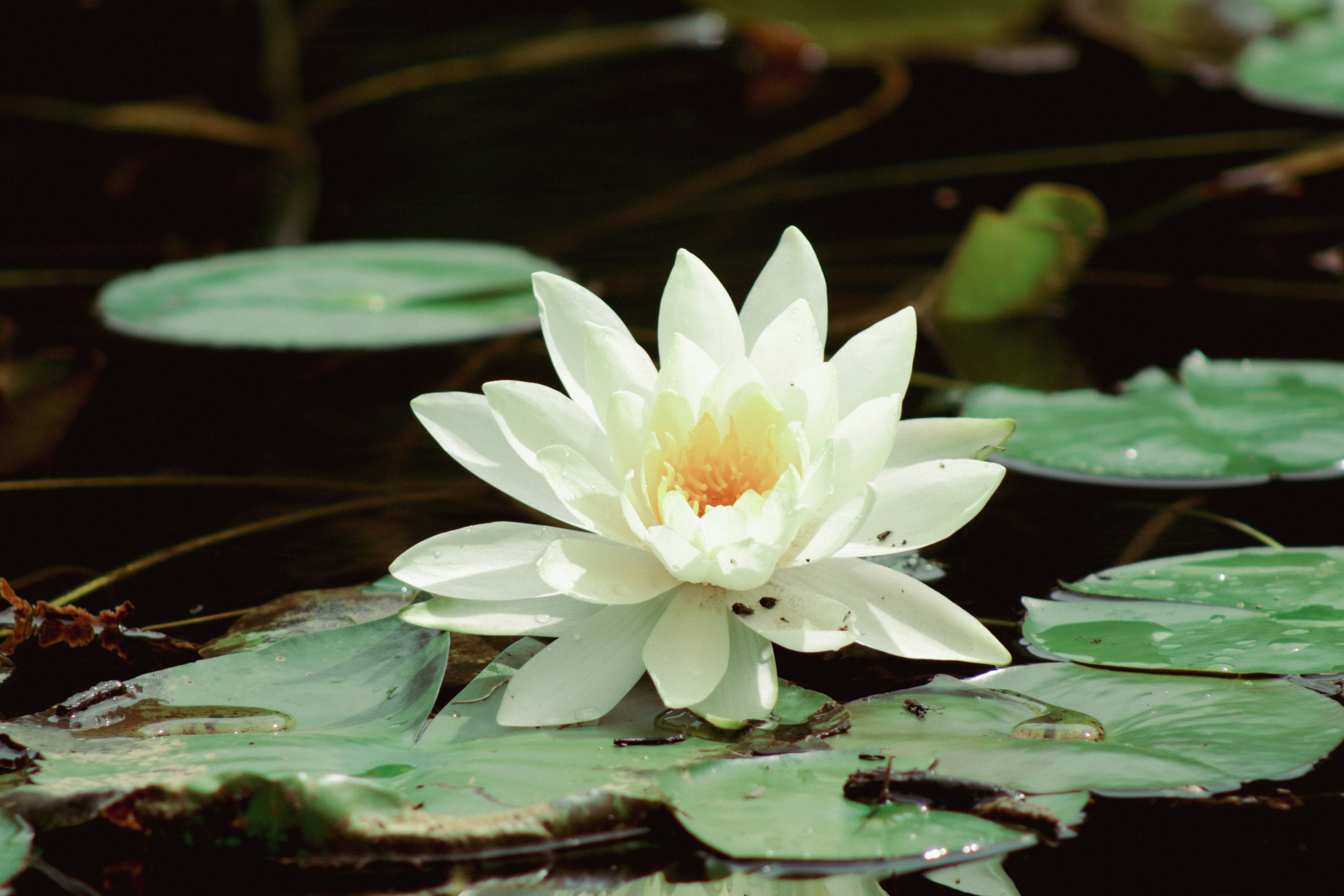 A white flower sitting on top of a green lily pad