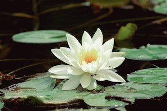 A white flower sitting on top of a green lily pad