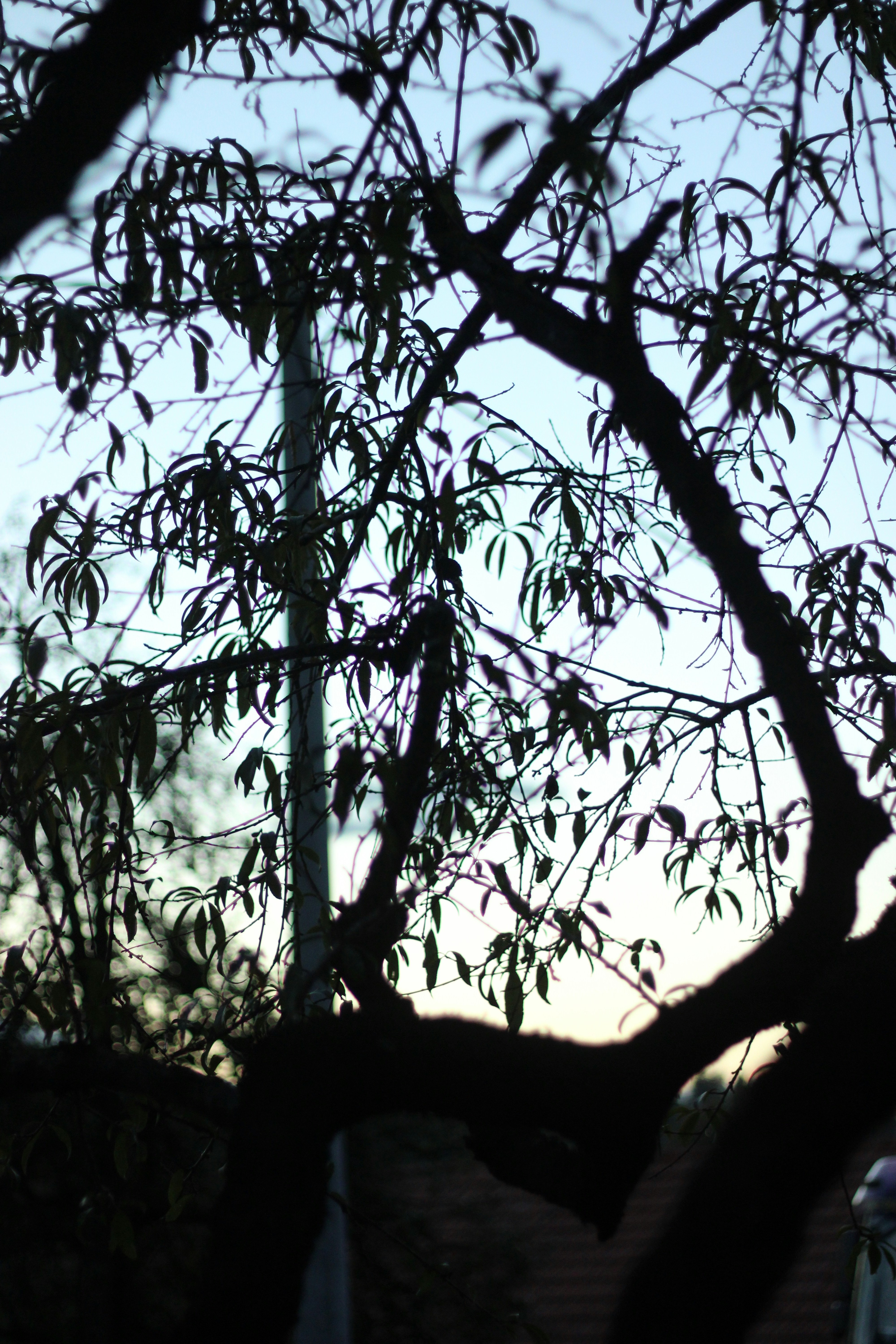A tree with a clock tower in the background
