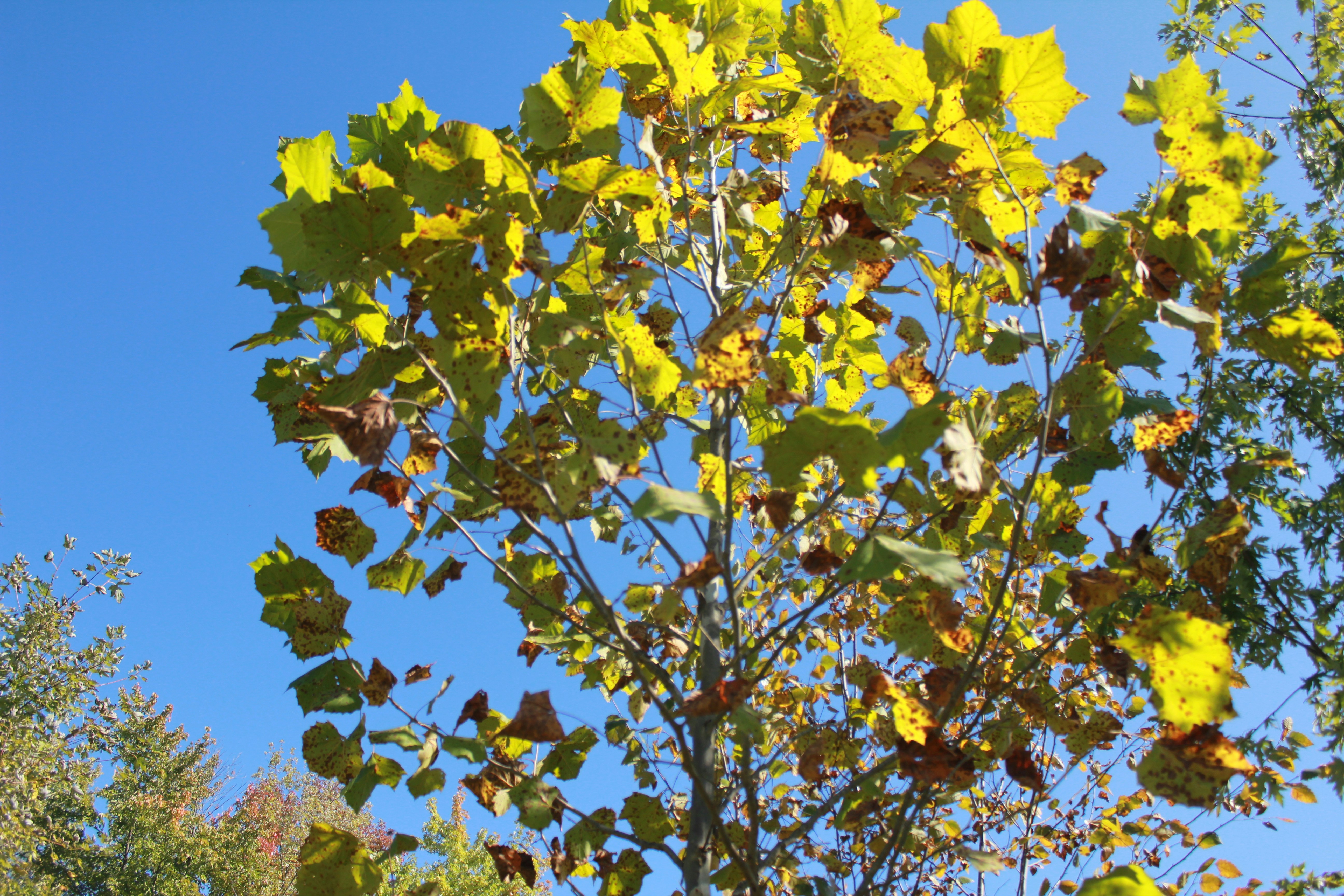 Un árbol de hojas amarillas en un parque
