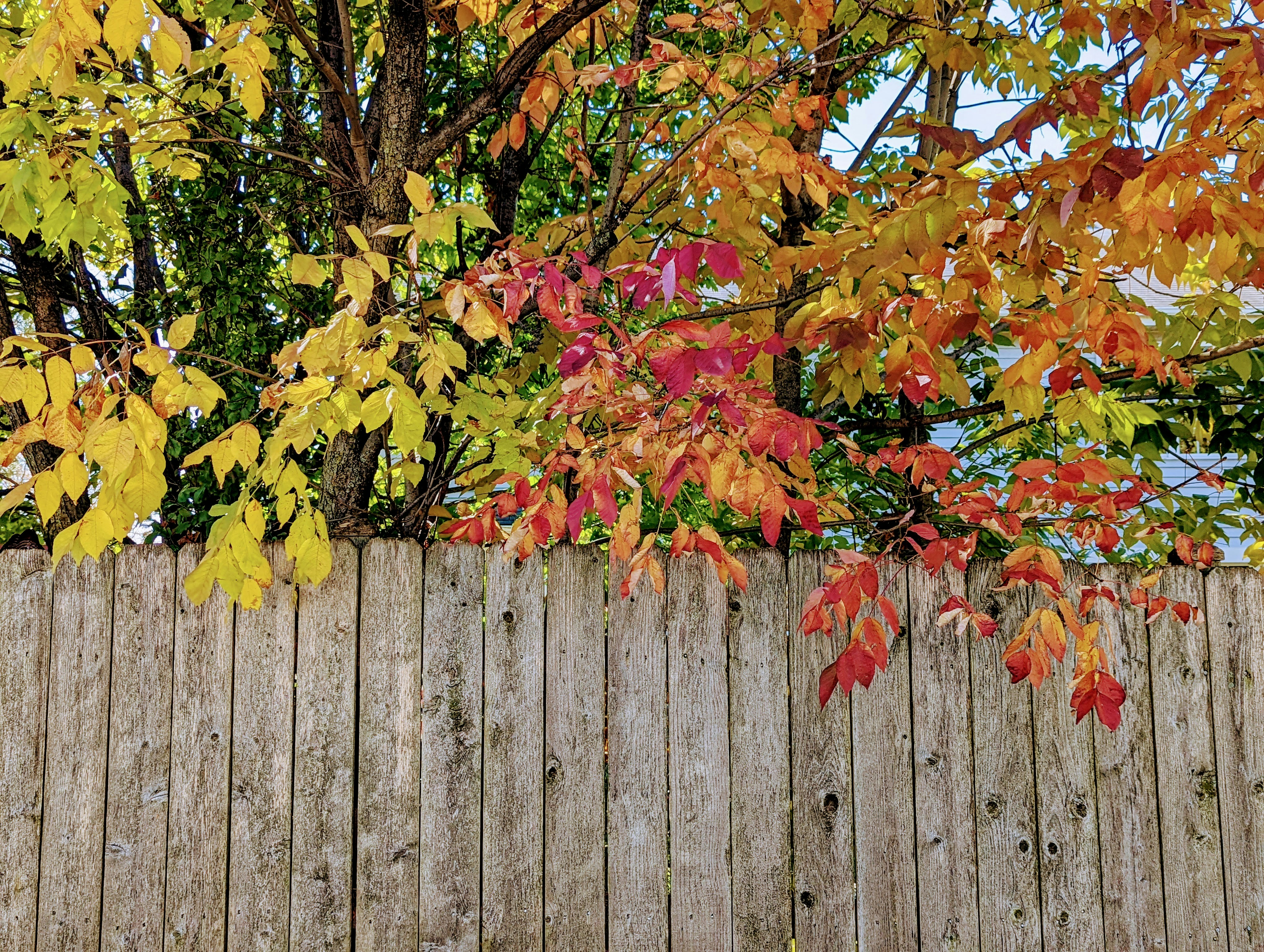 A wooden fence with autumn leaves on it