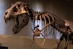 A dinosaur skeleton in a museum with people looking at it