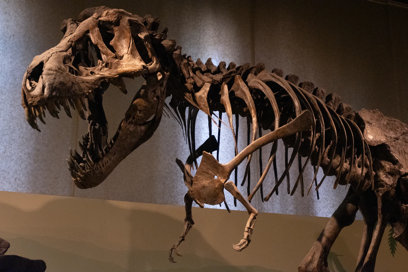 Rare Adult Nanotyrannus Skeleton 'Jodi' Sells for $47.3 Million at New York Auction