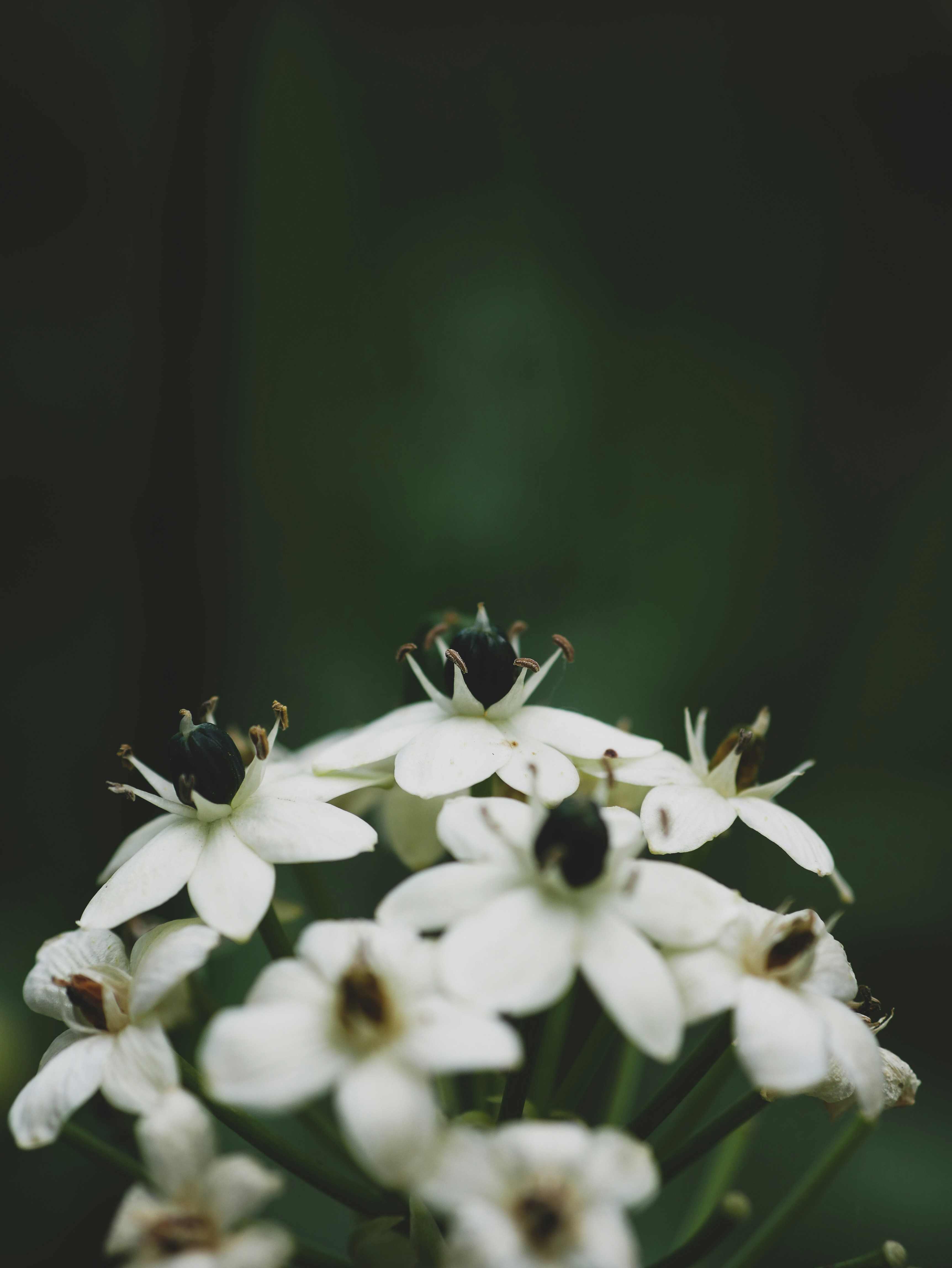 Photo by viviana_piper