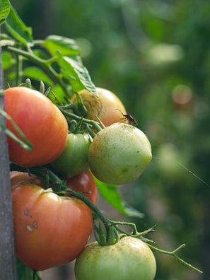 A bunch of tomatoes growing on a vine