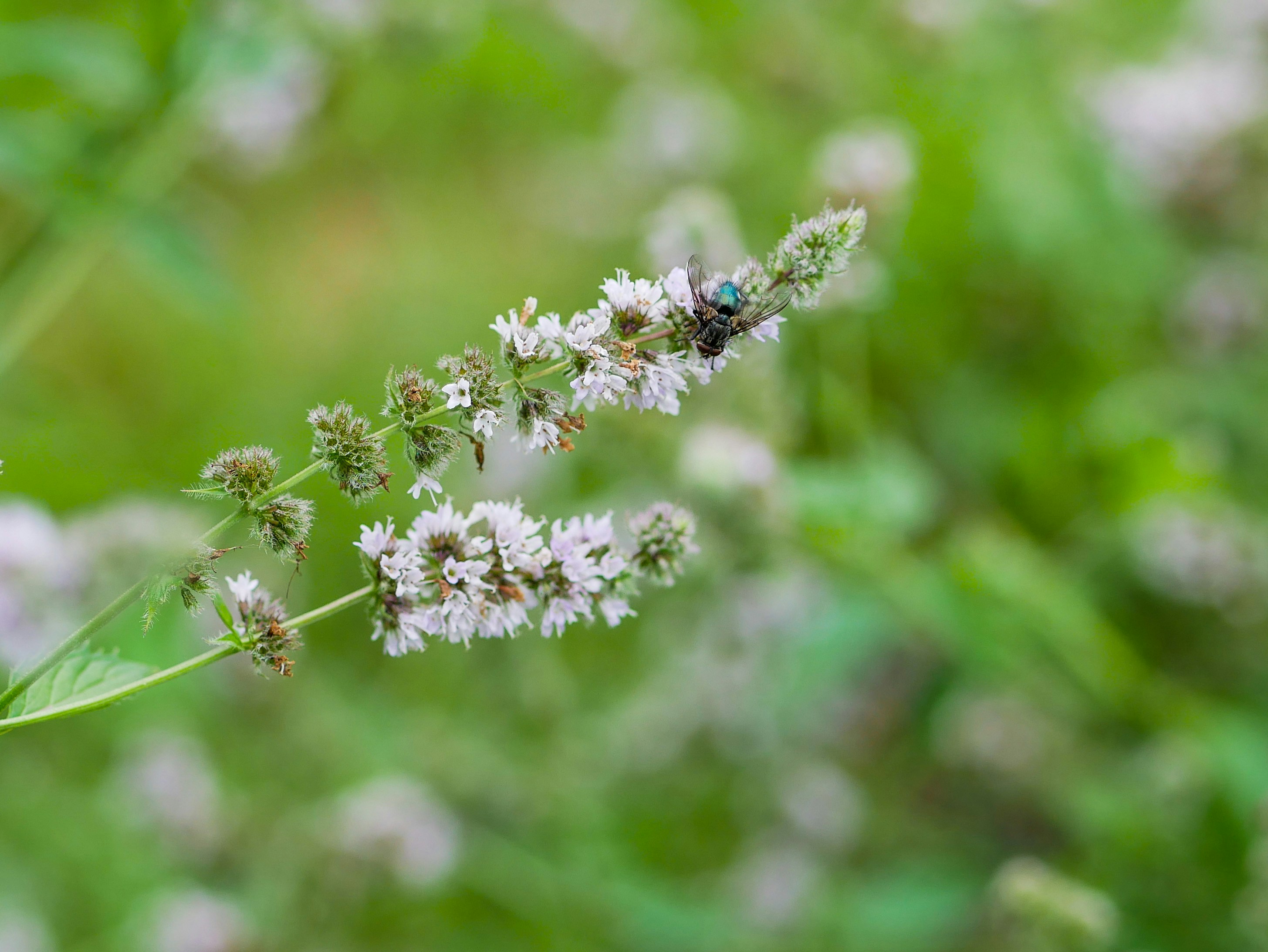 Photo by viviana_piper