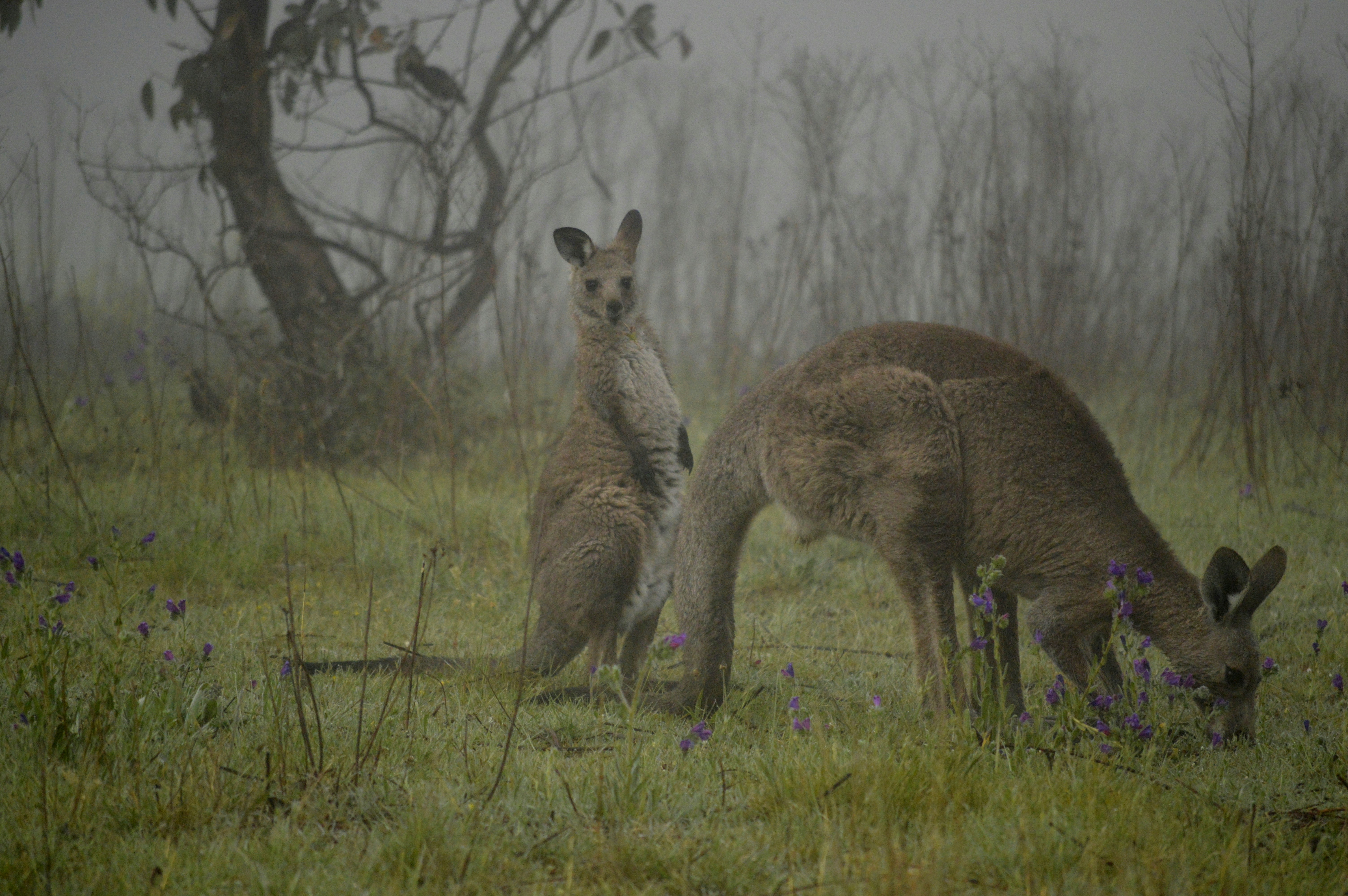 A couple of kangaroos that are standing in the grass