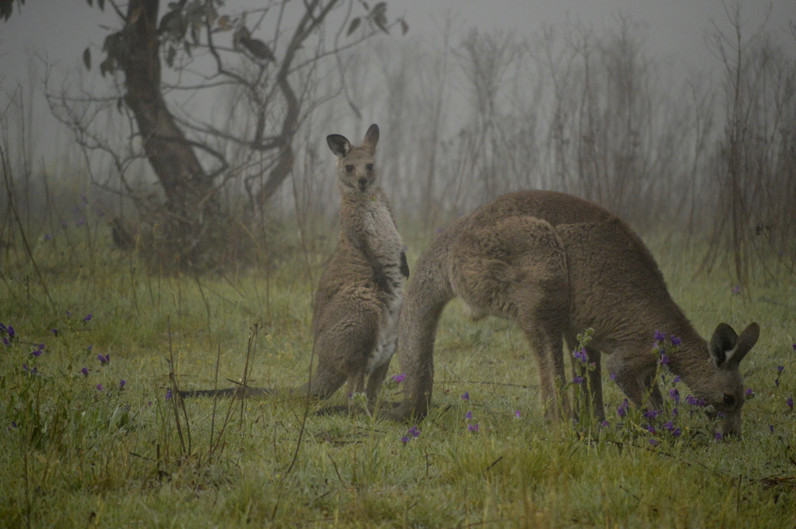Illustrative travel image for Oberon to Bathurst in three days: a practical wine-country road trip; it does not confirm current conditions at the named stops.