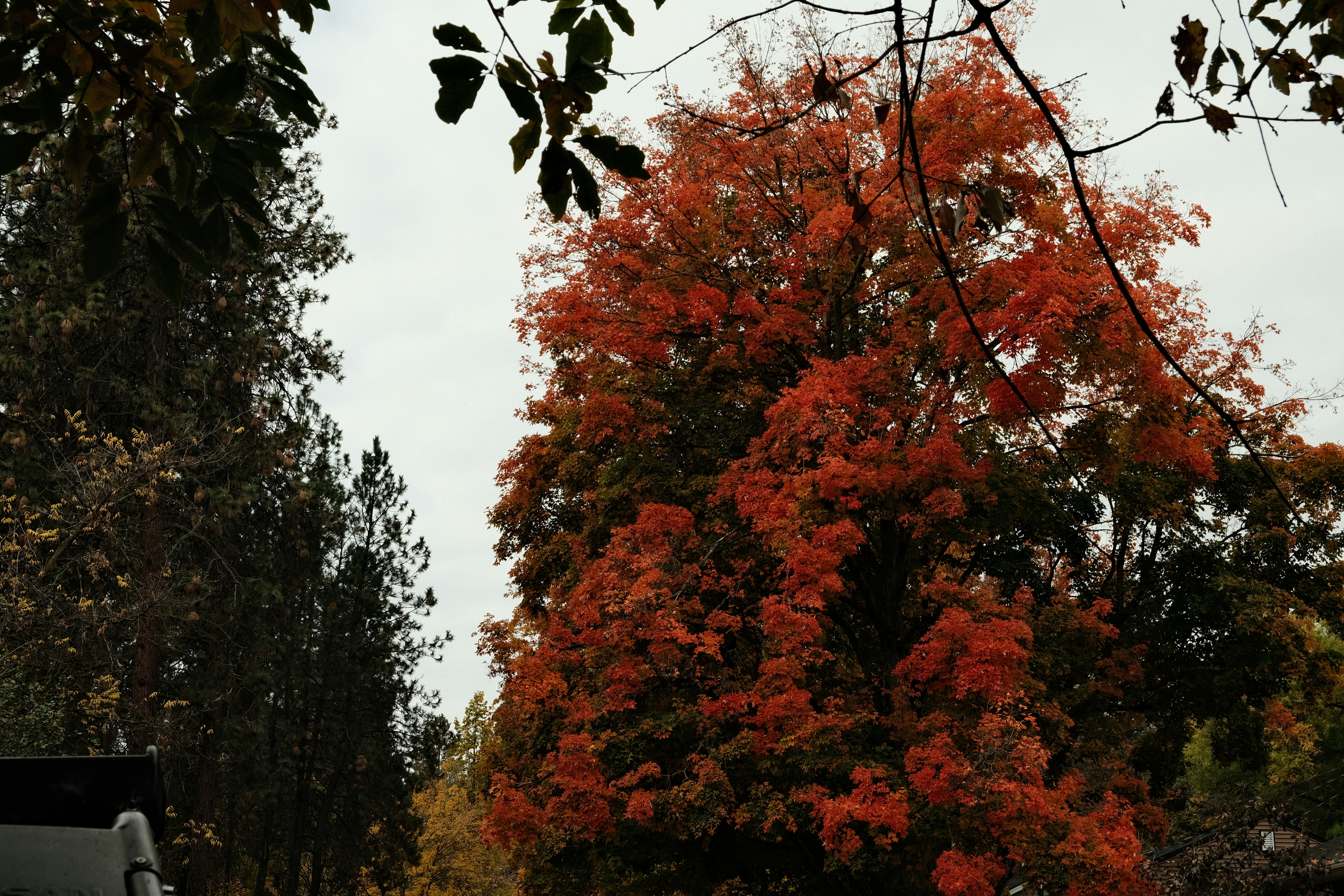 A truck driving down a road next to a tree
