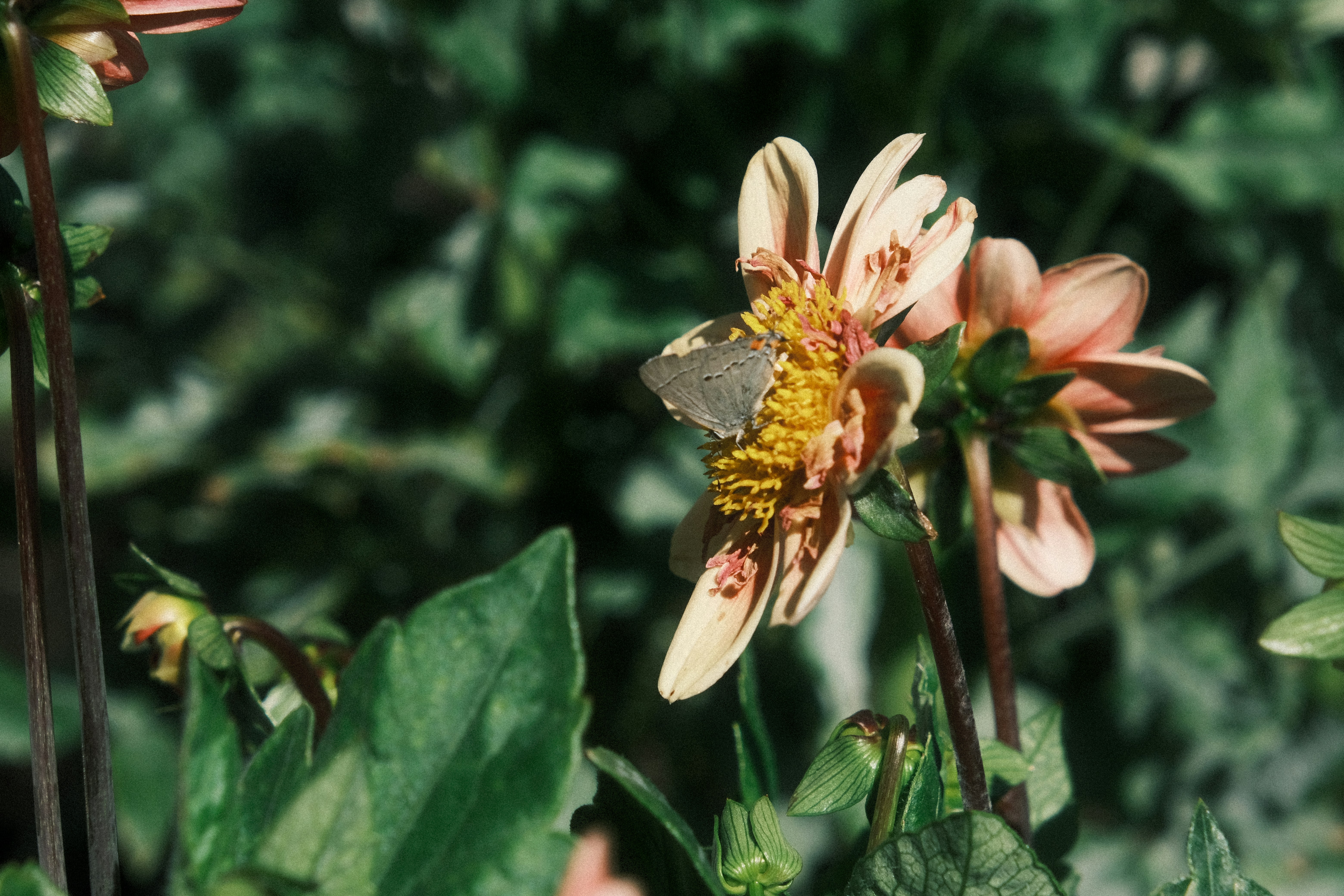 A small butterfly is sitting on a flower