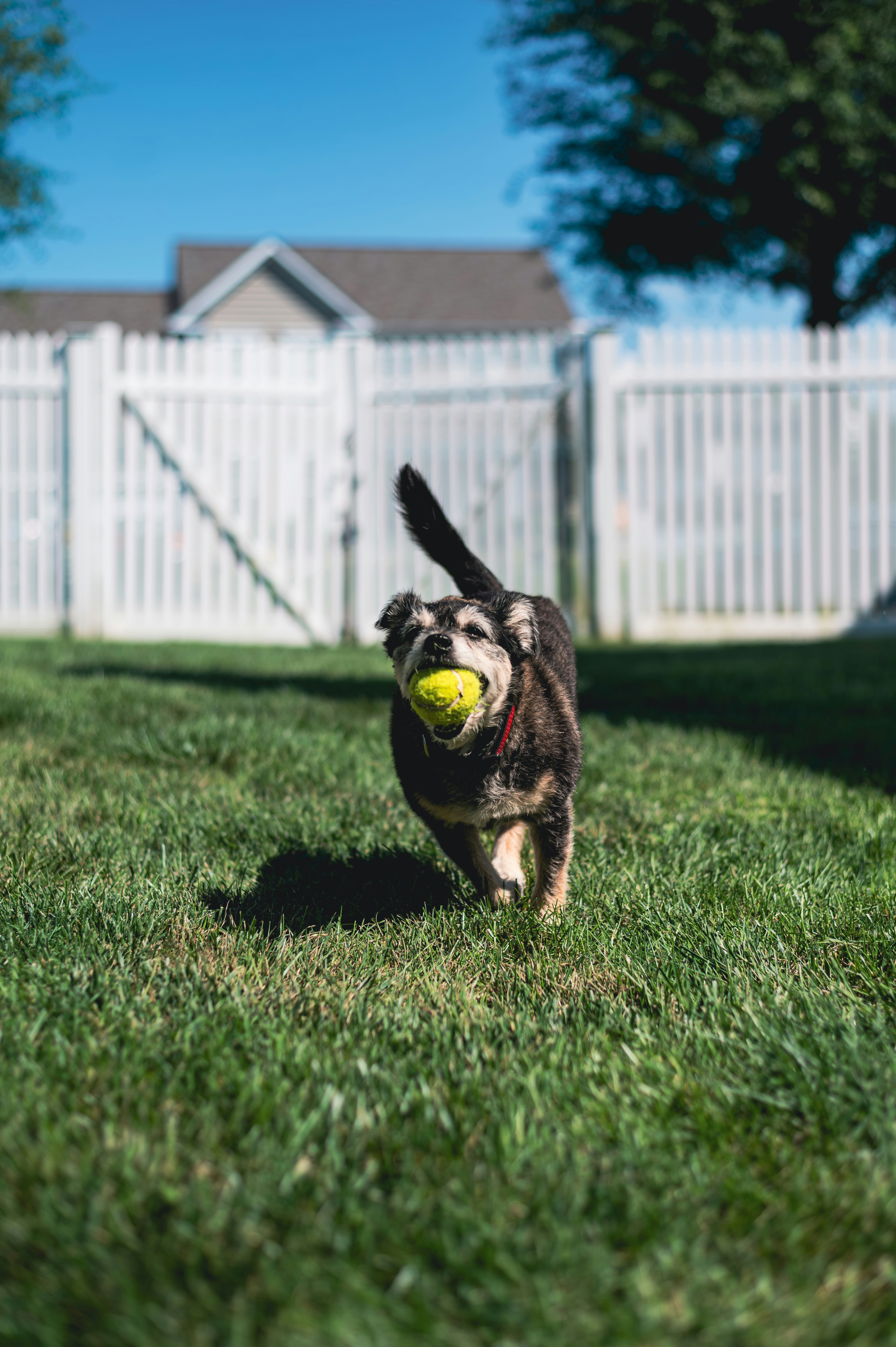 A dog running with a tennis ball in its mouth