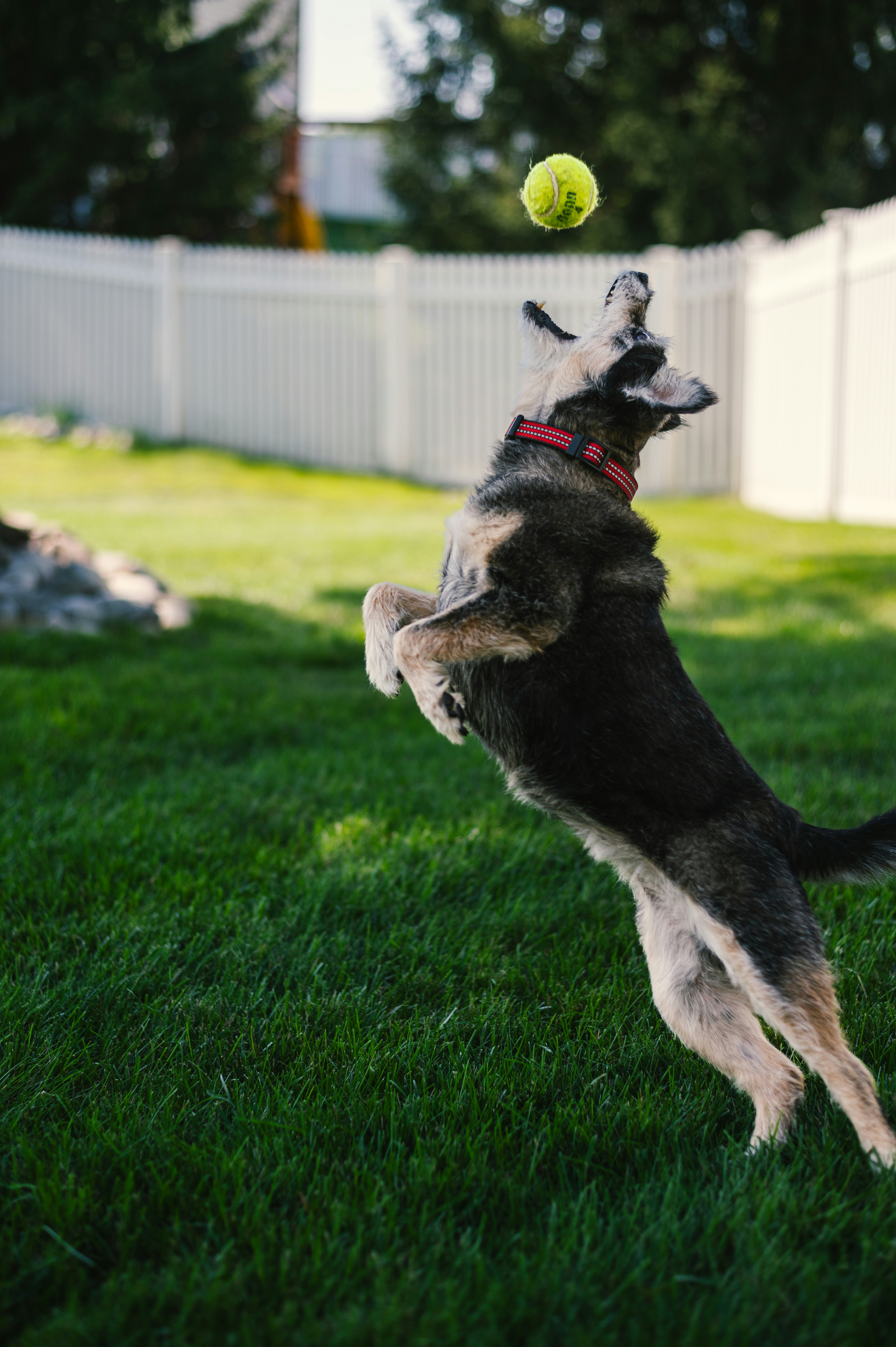 A dog jumping in the air to catch a ball