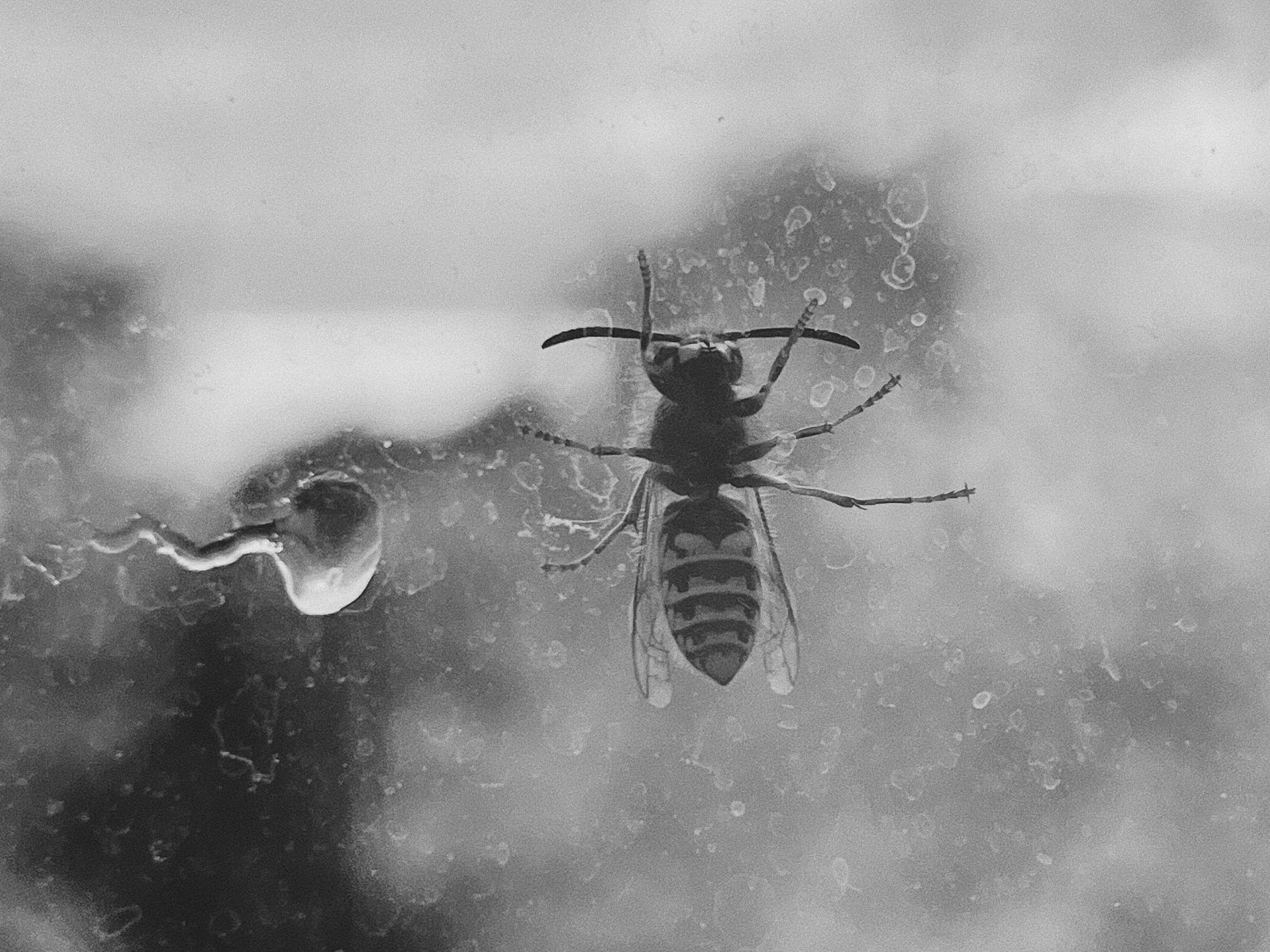 Une photo en noir et blanc d’un insecte sur une fenêtre