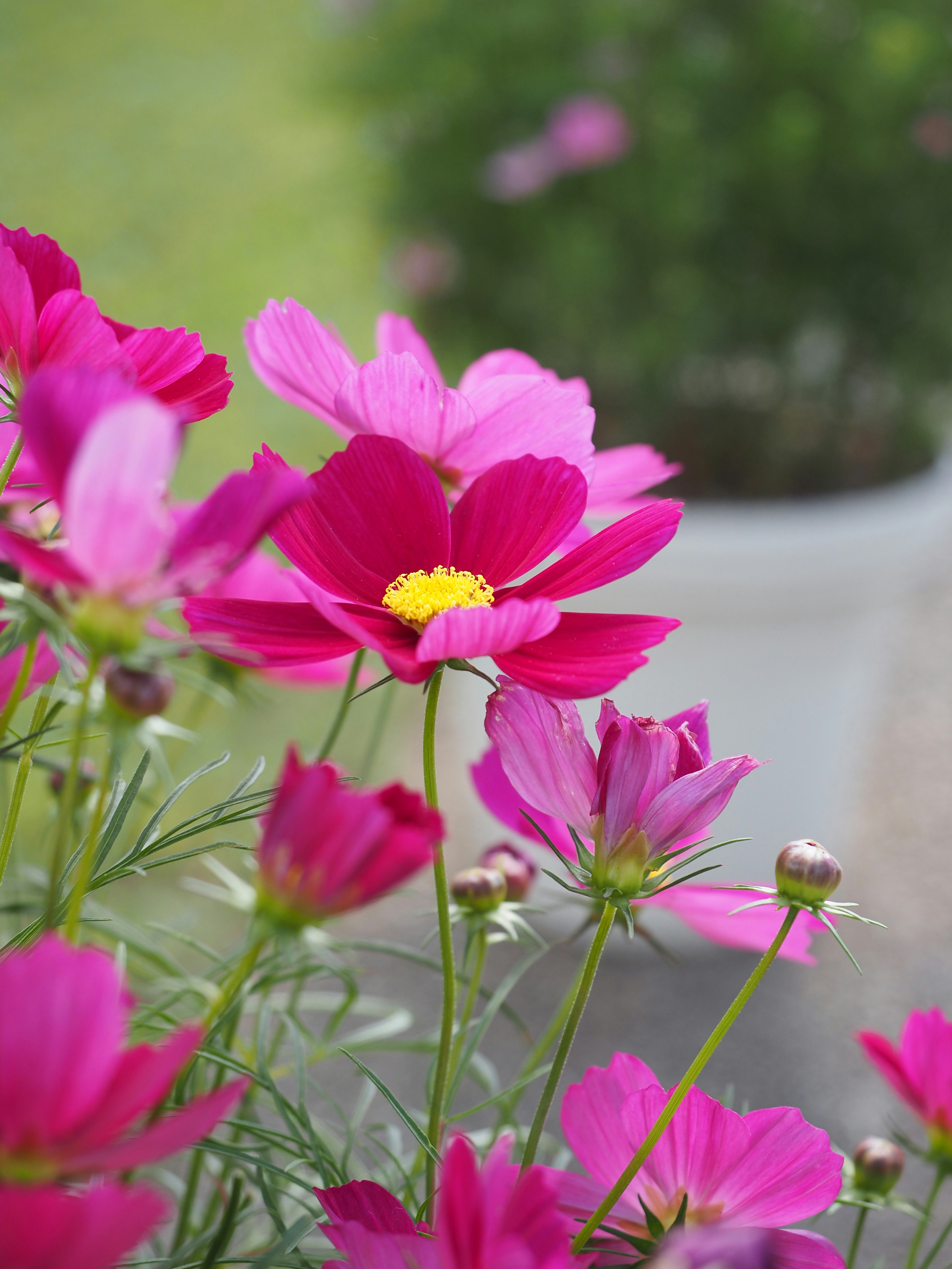 A bunch of pink flowers in a garden