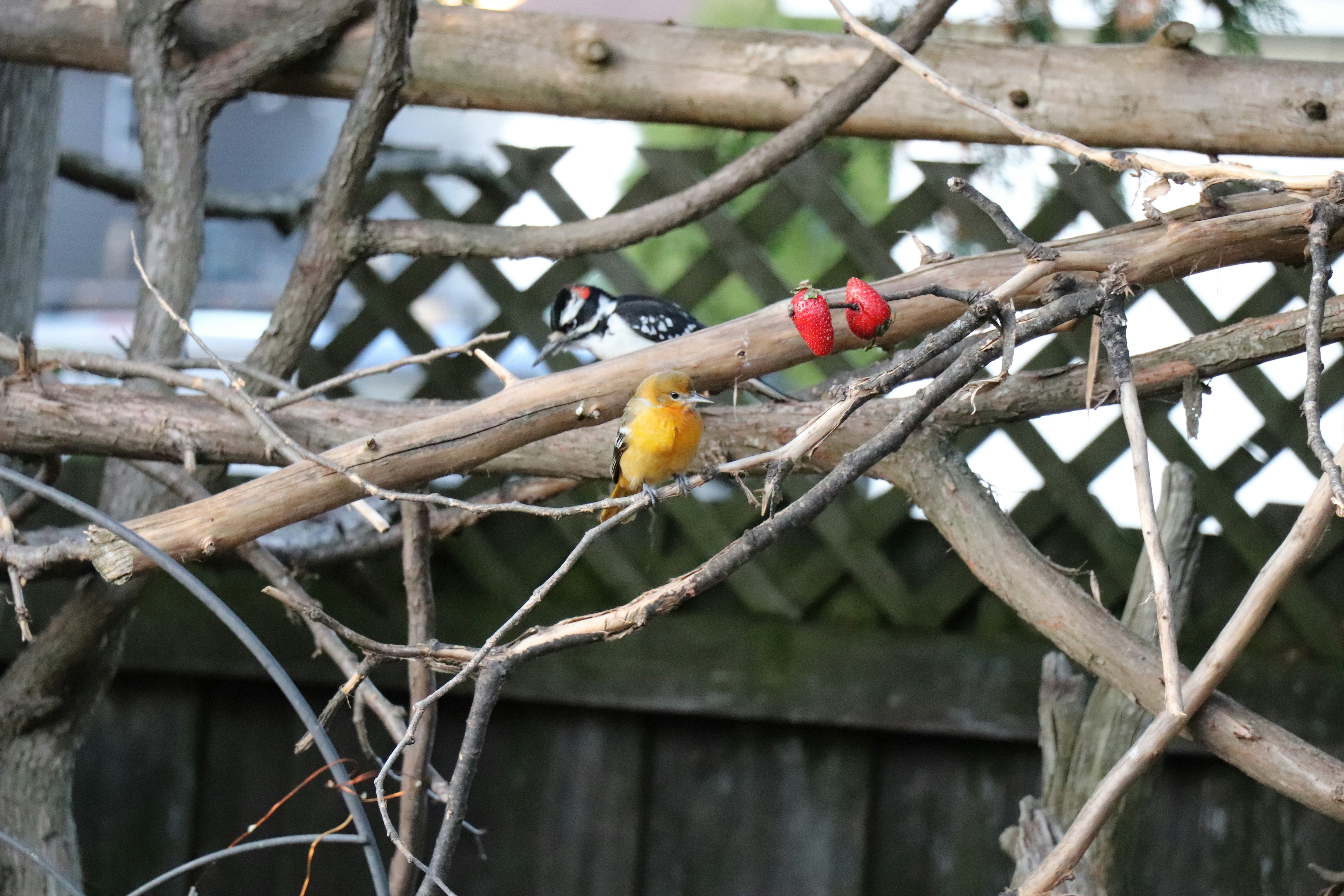 A group of birds sitting on top of a tree branch
